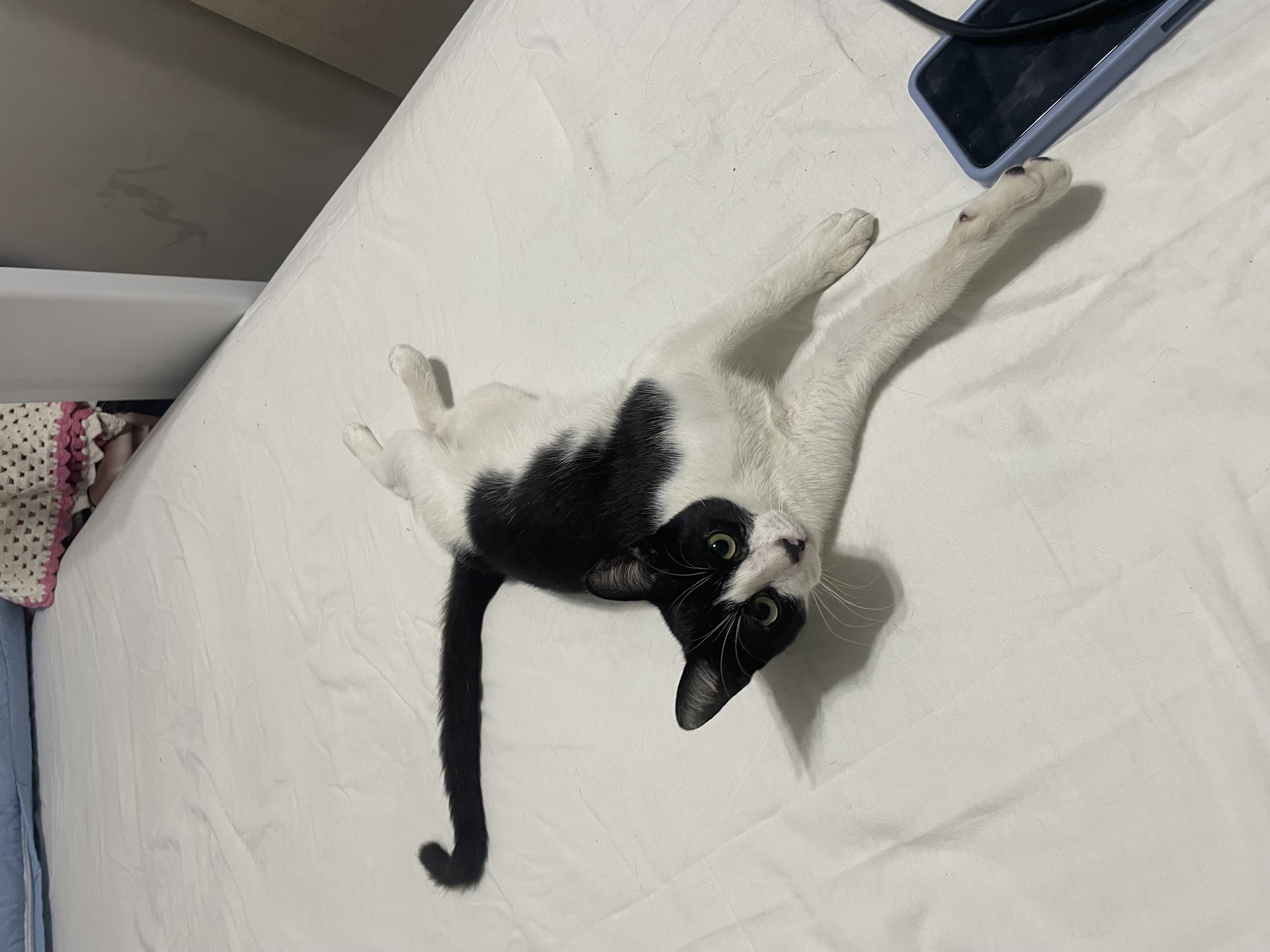 Capa Beatriz Vieira Santos