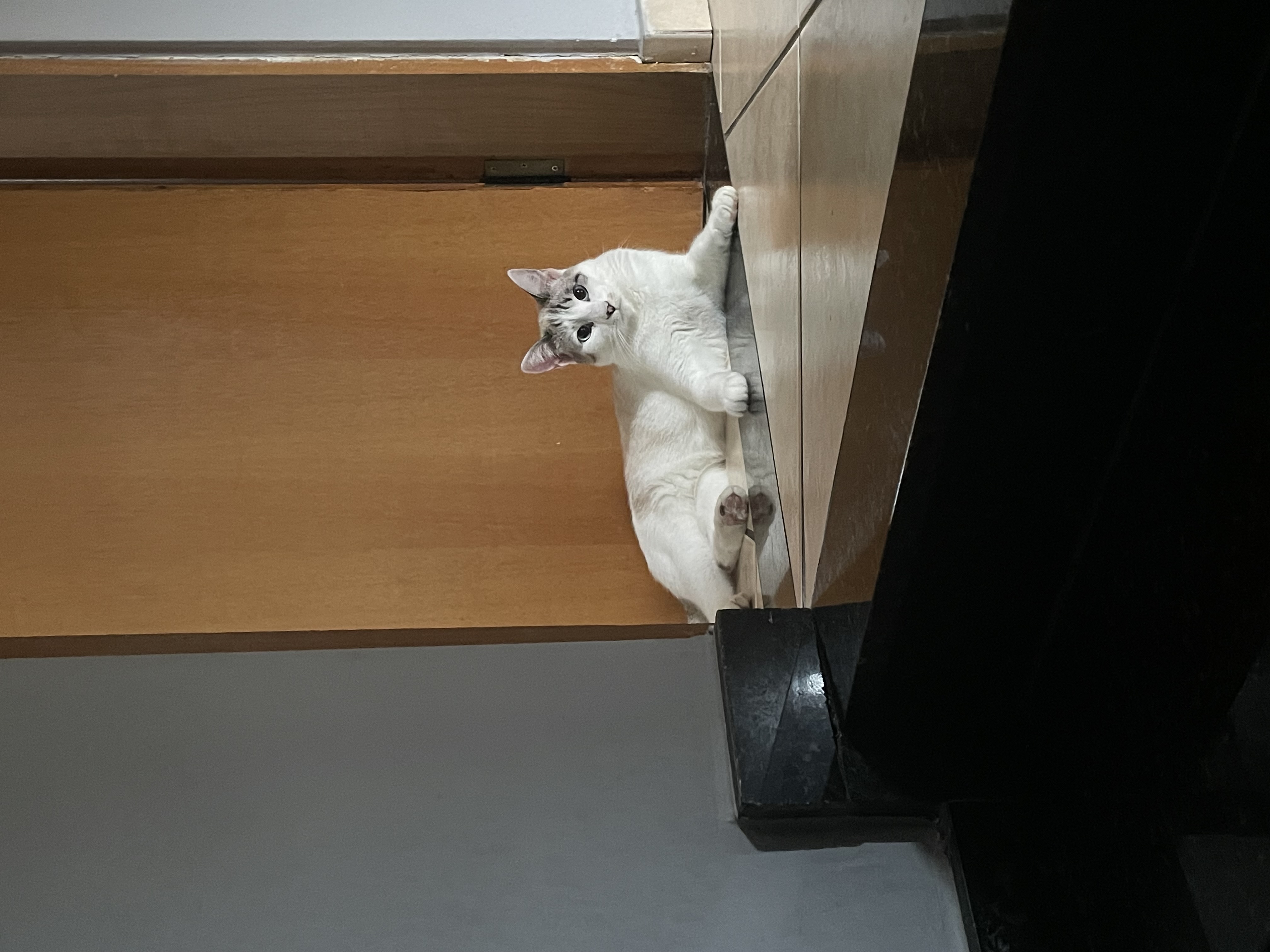 Galeria Beatriz Vieira Santos