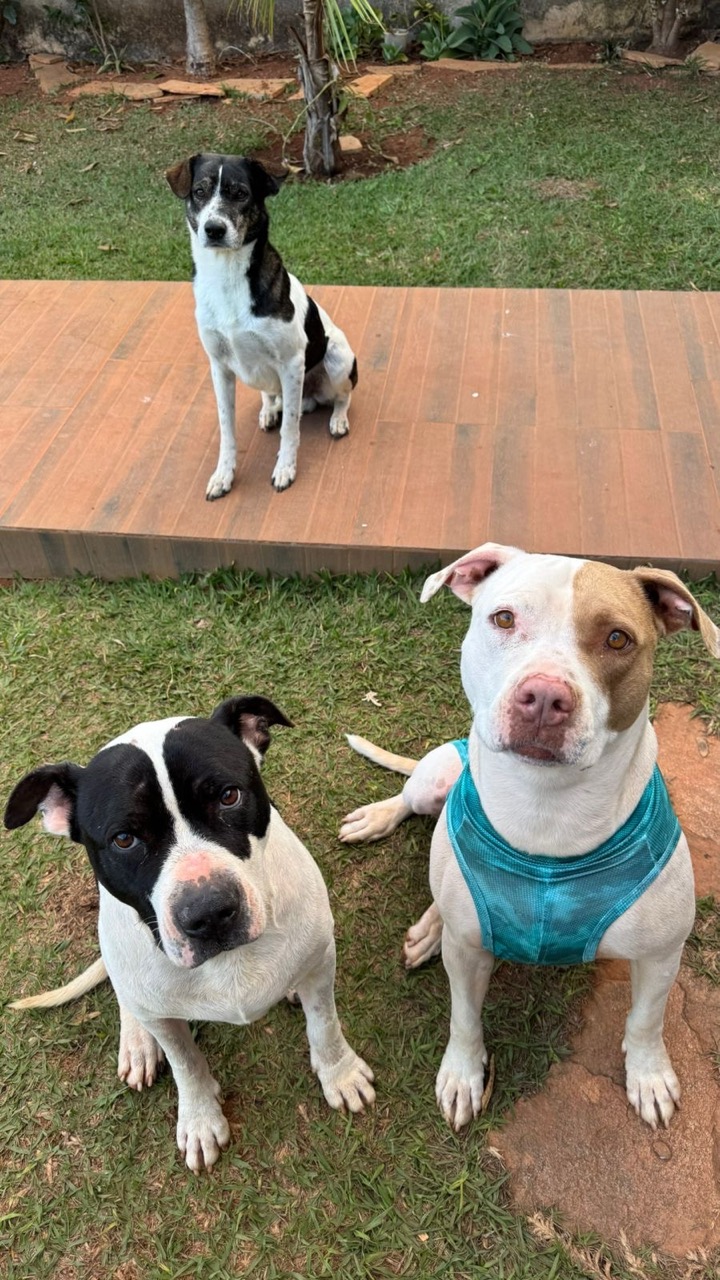 Trabalho de Glaucia Alves — foto 4