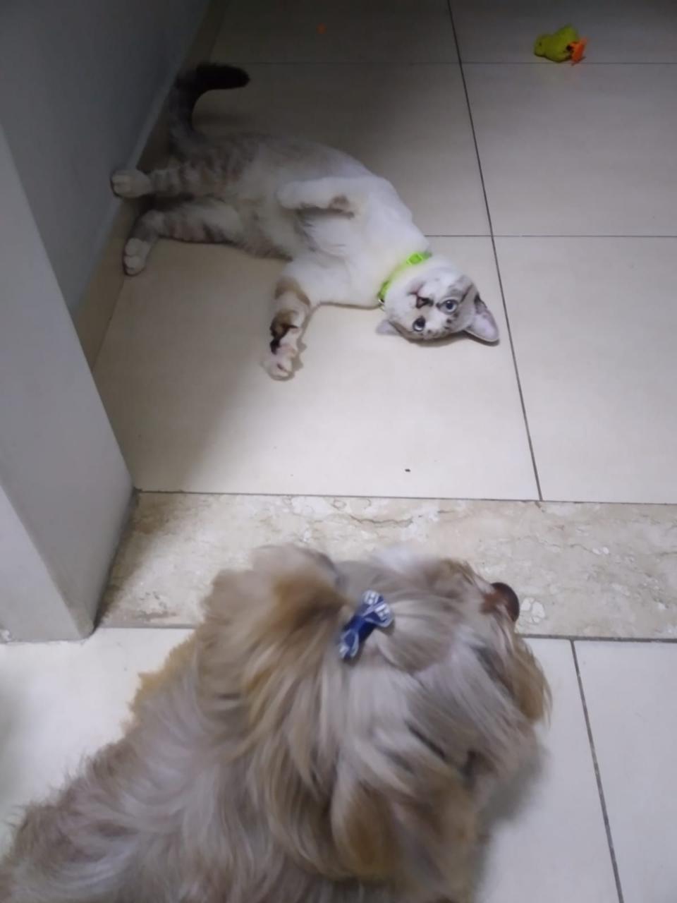 Trabalho de Rafaela Santos — foto 5