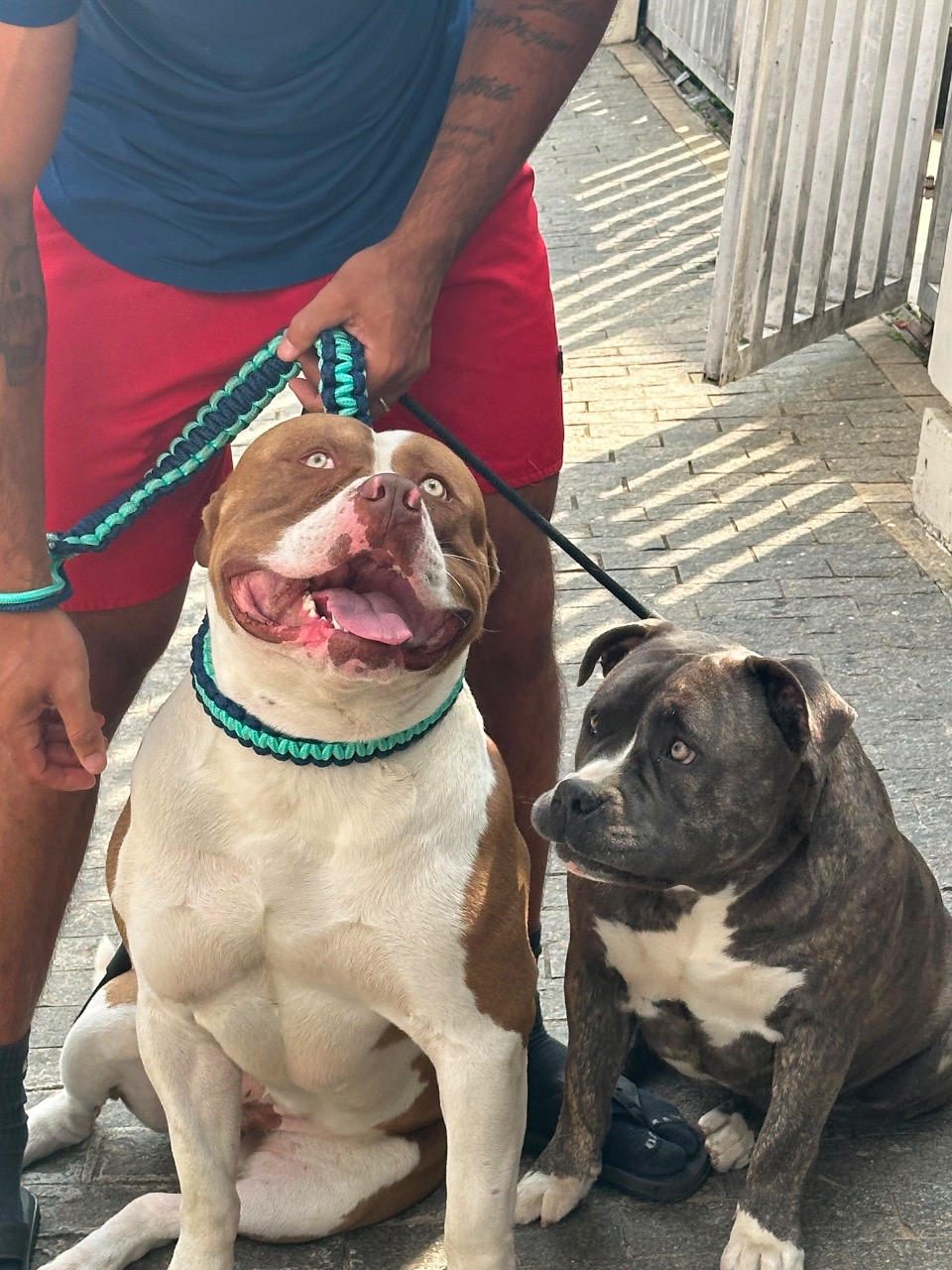 Trabalho de Raul Silva — foto 1
