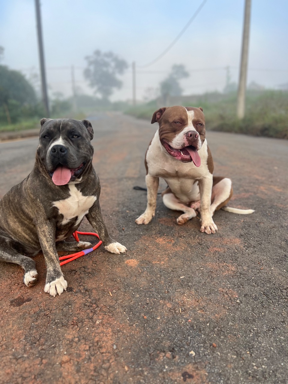 Trabalho de Raul Silva — foto 4