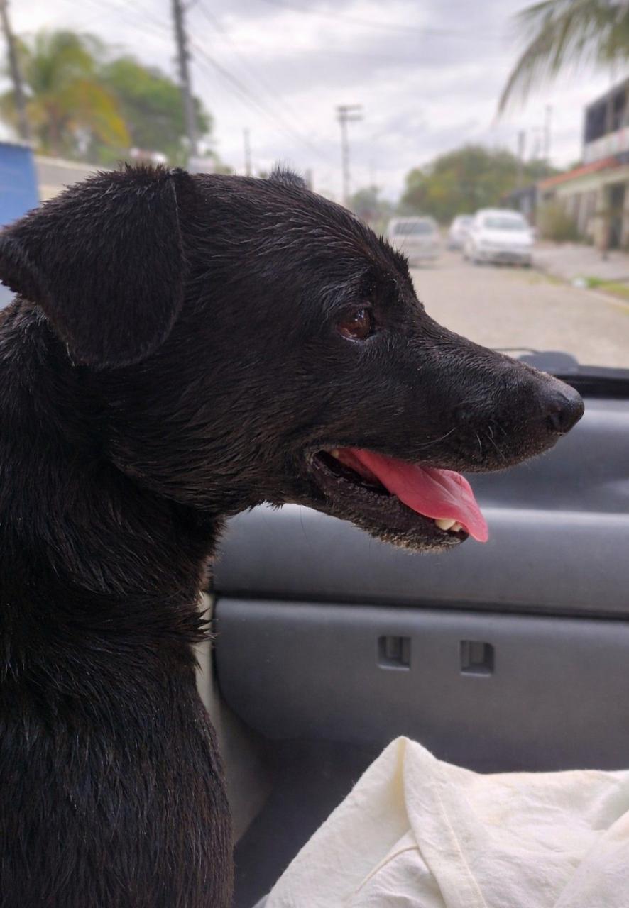 Trabalho de Isabela de — foto 4