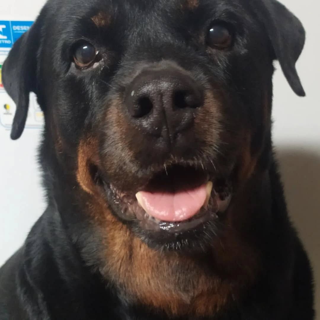 Trabalho de Letícia Silva — foto 1