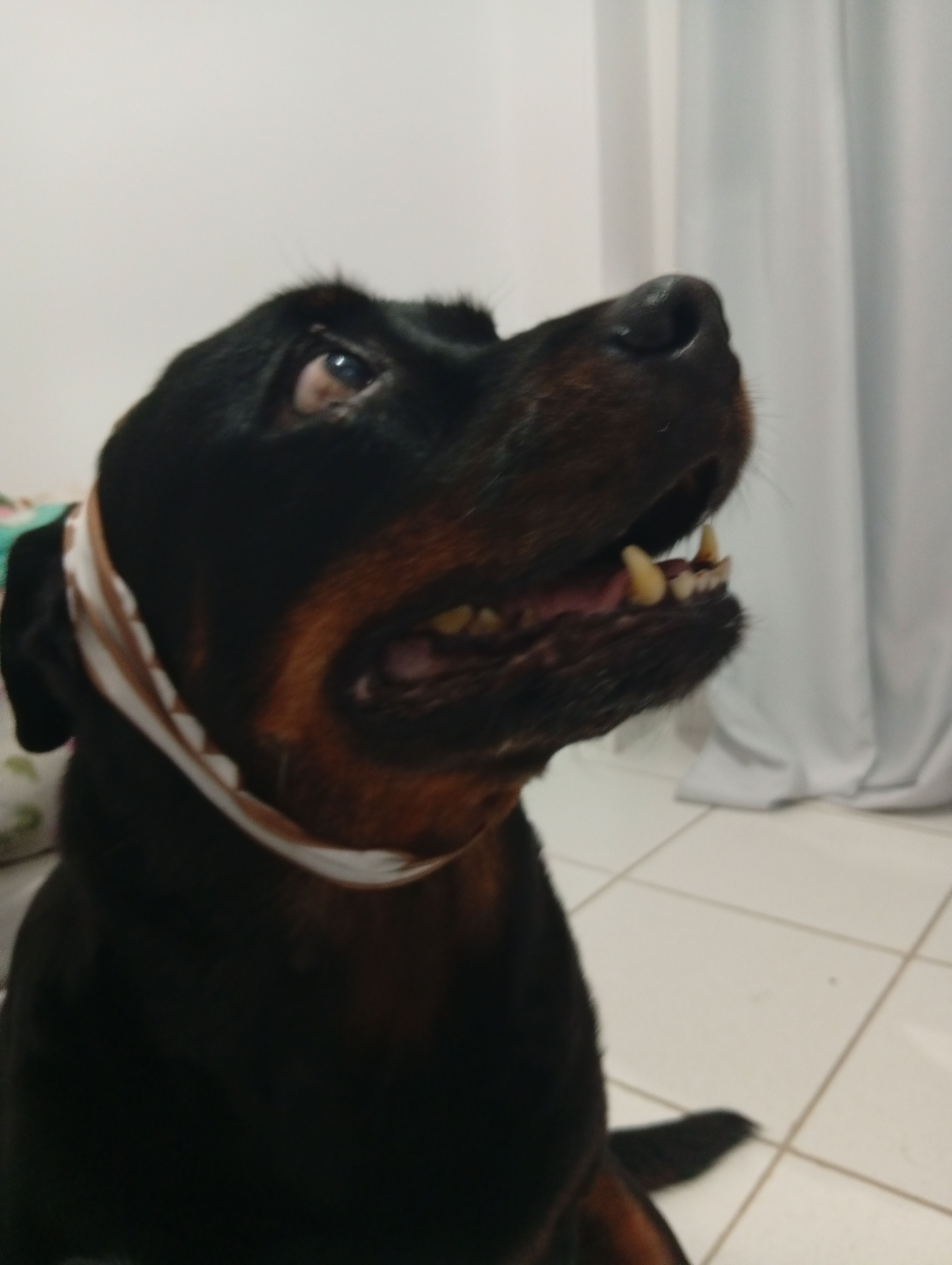 Trabalho de Letícia Silva — foto 4