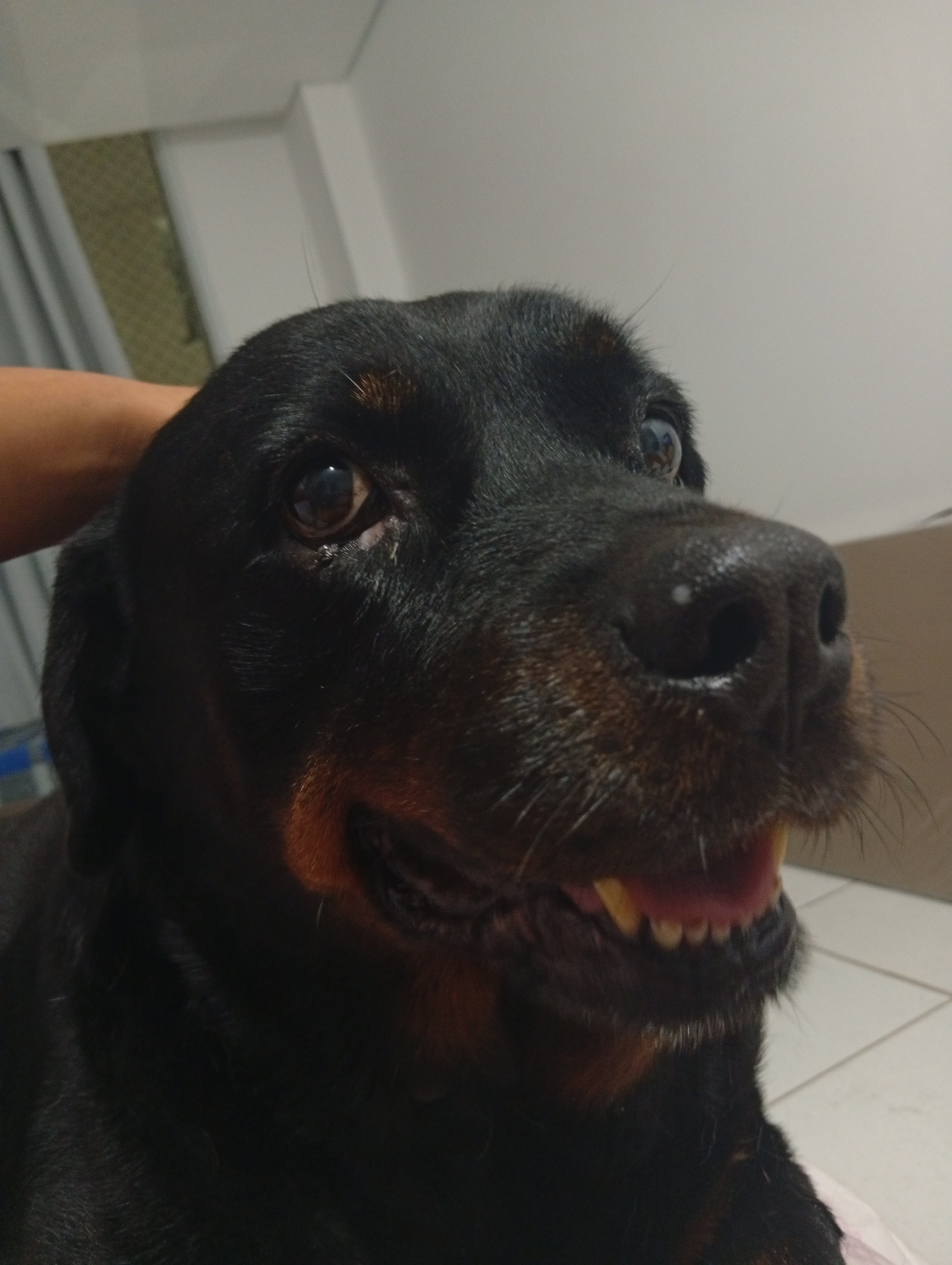 Trabalho de Letícia Silva — foto 10