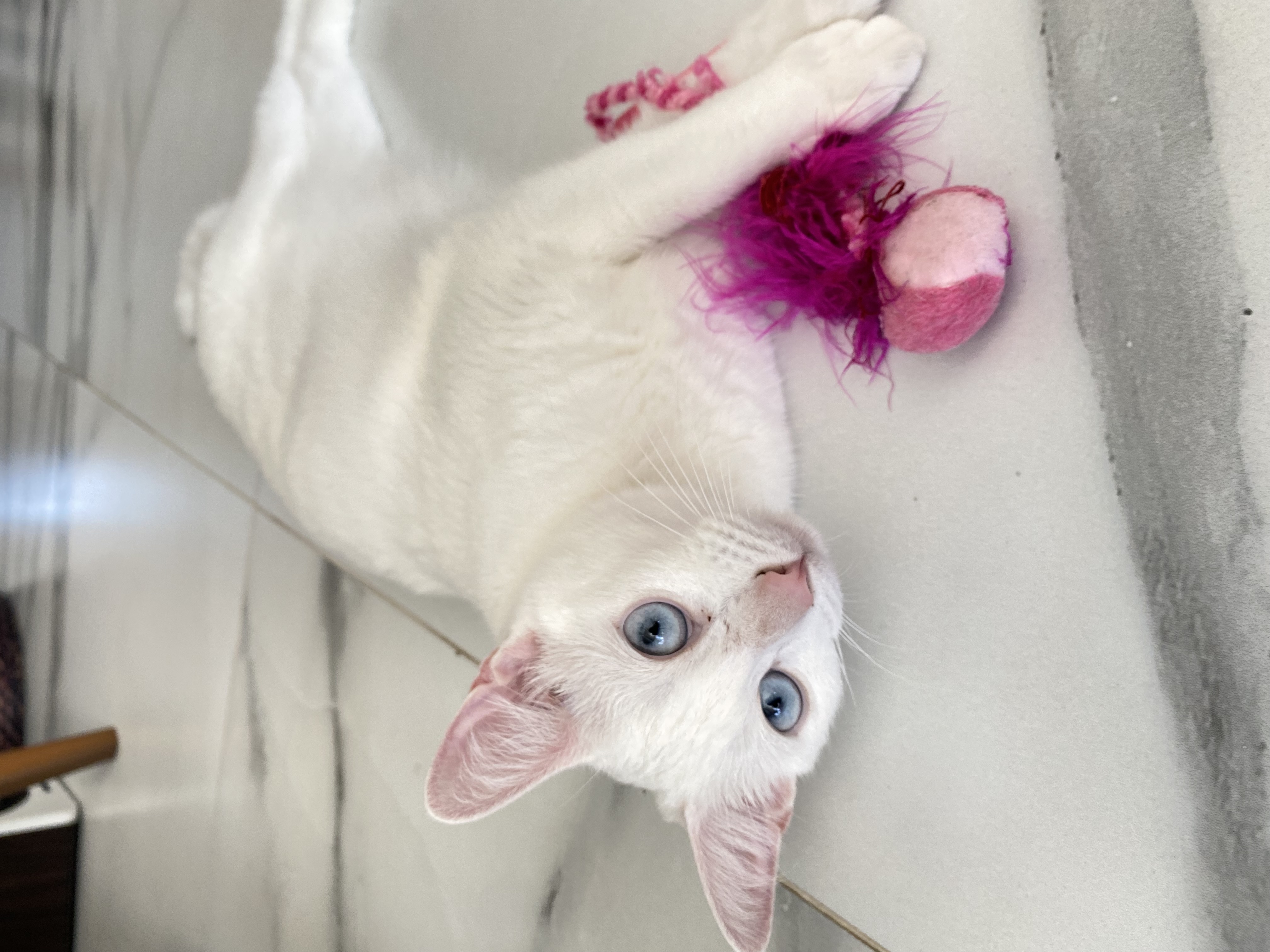 Galeria Beatriz Pestana Alcântara
