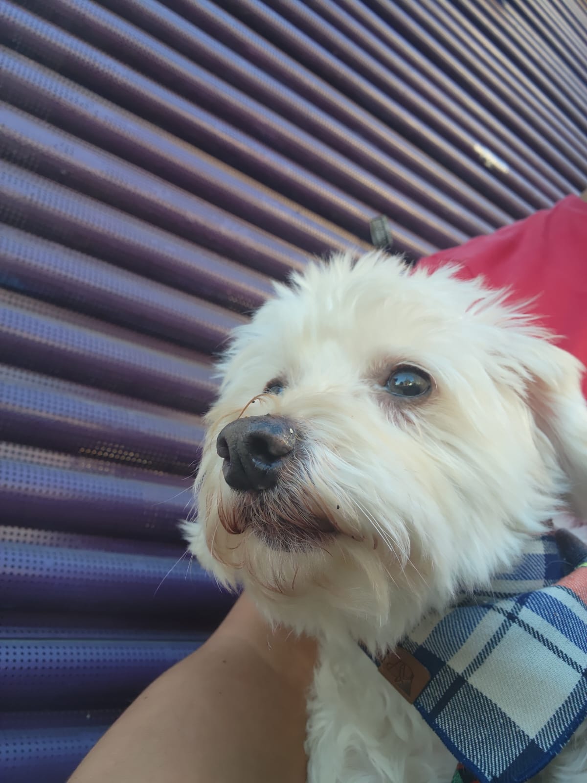 Capa Gabriel Takashi Maeda