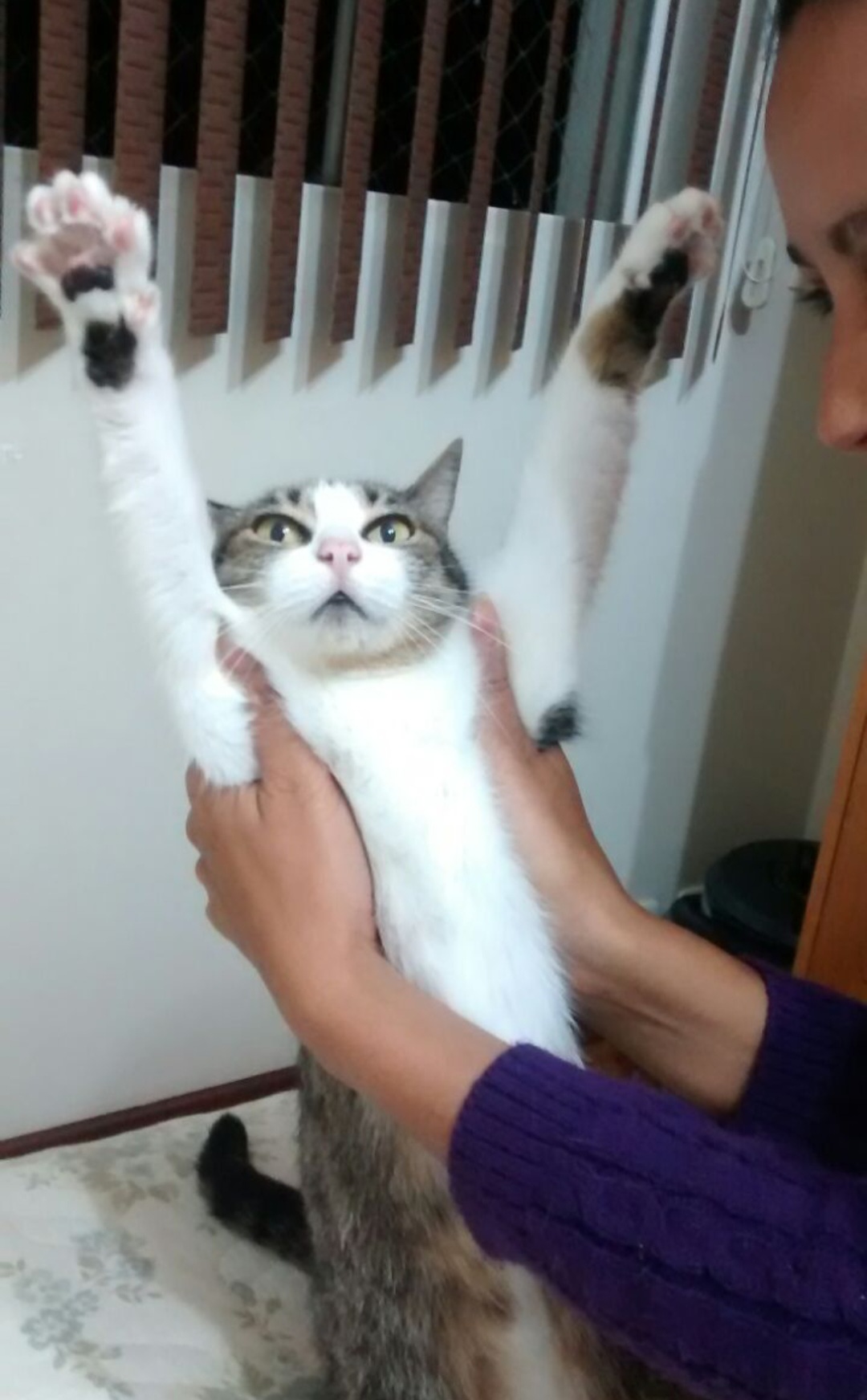 Galeria Ligia Daré da Luz