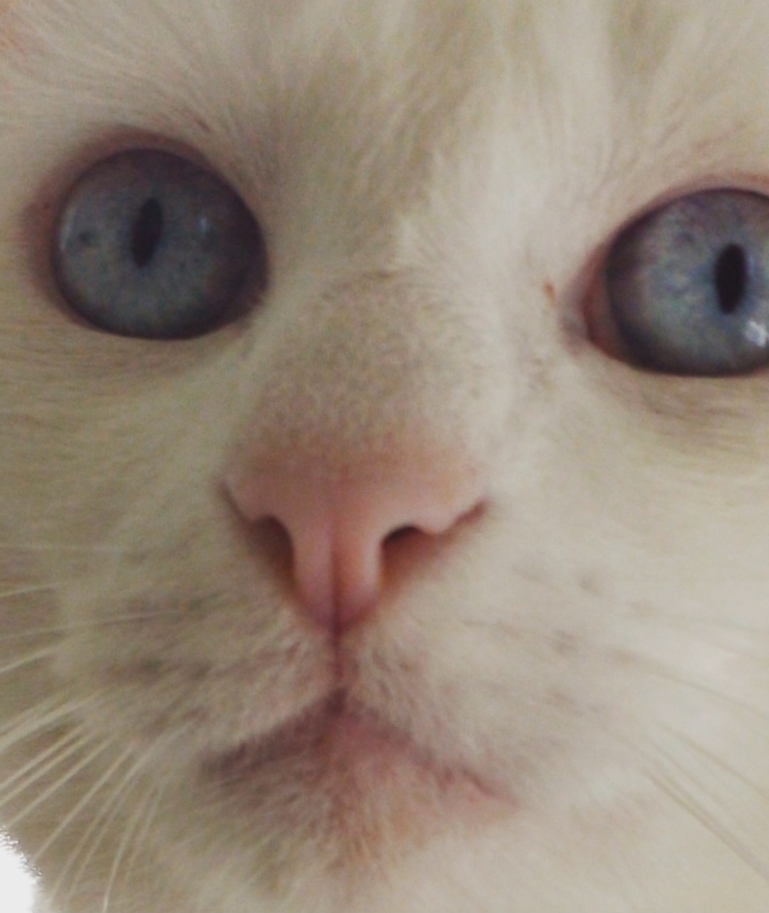 Galeria Ligia Daré da Luz