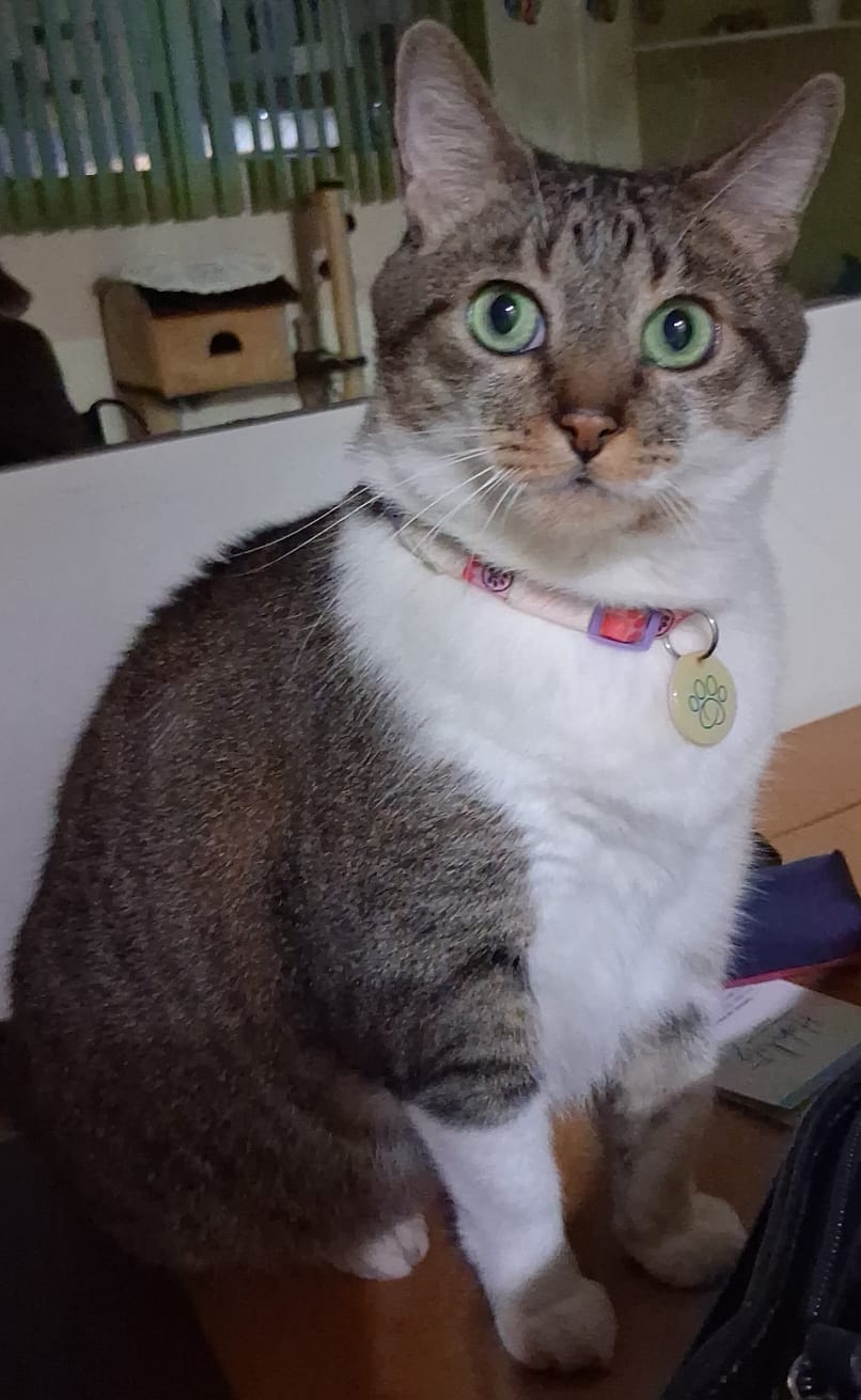 Galeria Ligia Daré da Luz