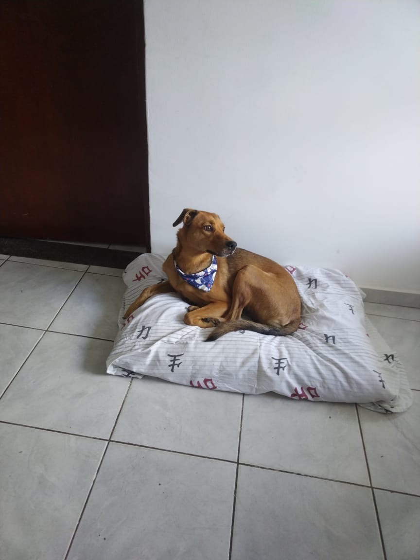 Galeria Isabela Rodrigues Santos Rehem