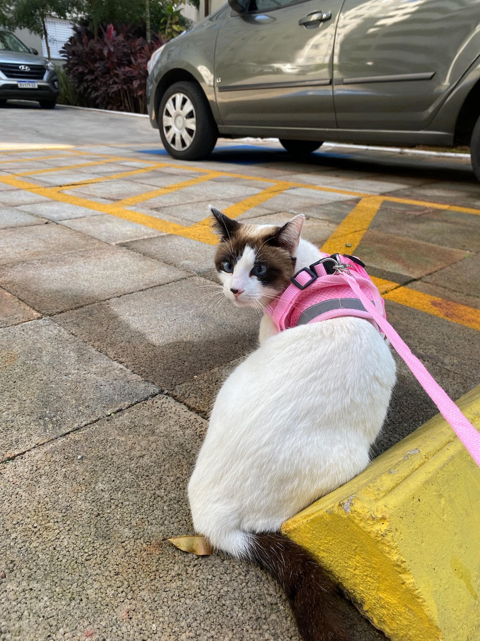 Galeria Samara Vasconcelos Nascimento 