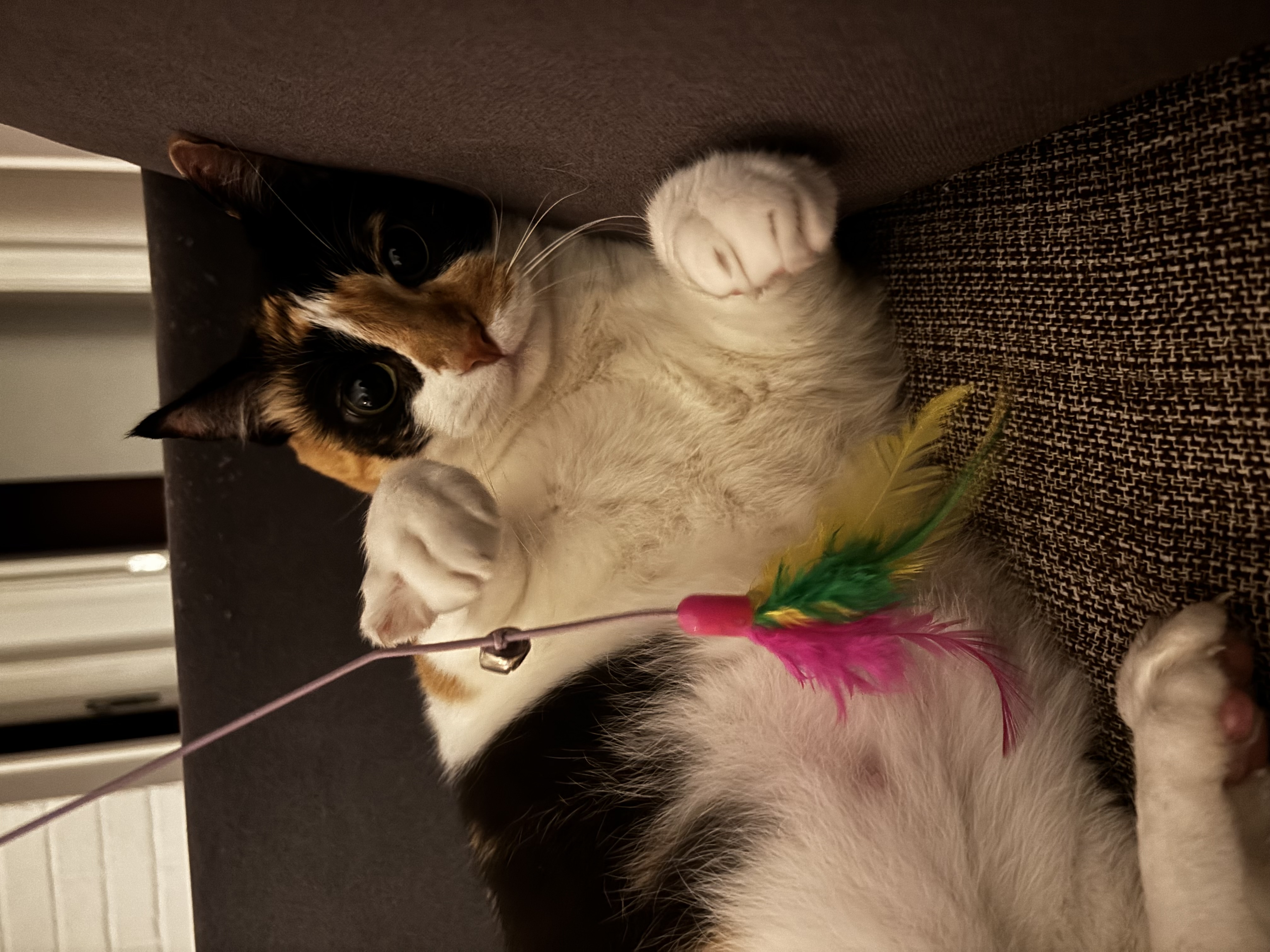 Capa Caroline Gomes Dalmas 