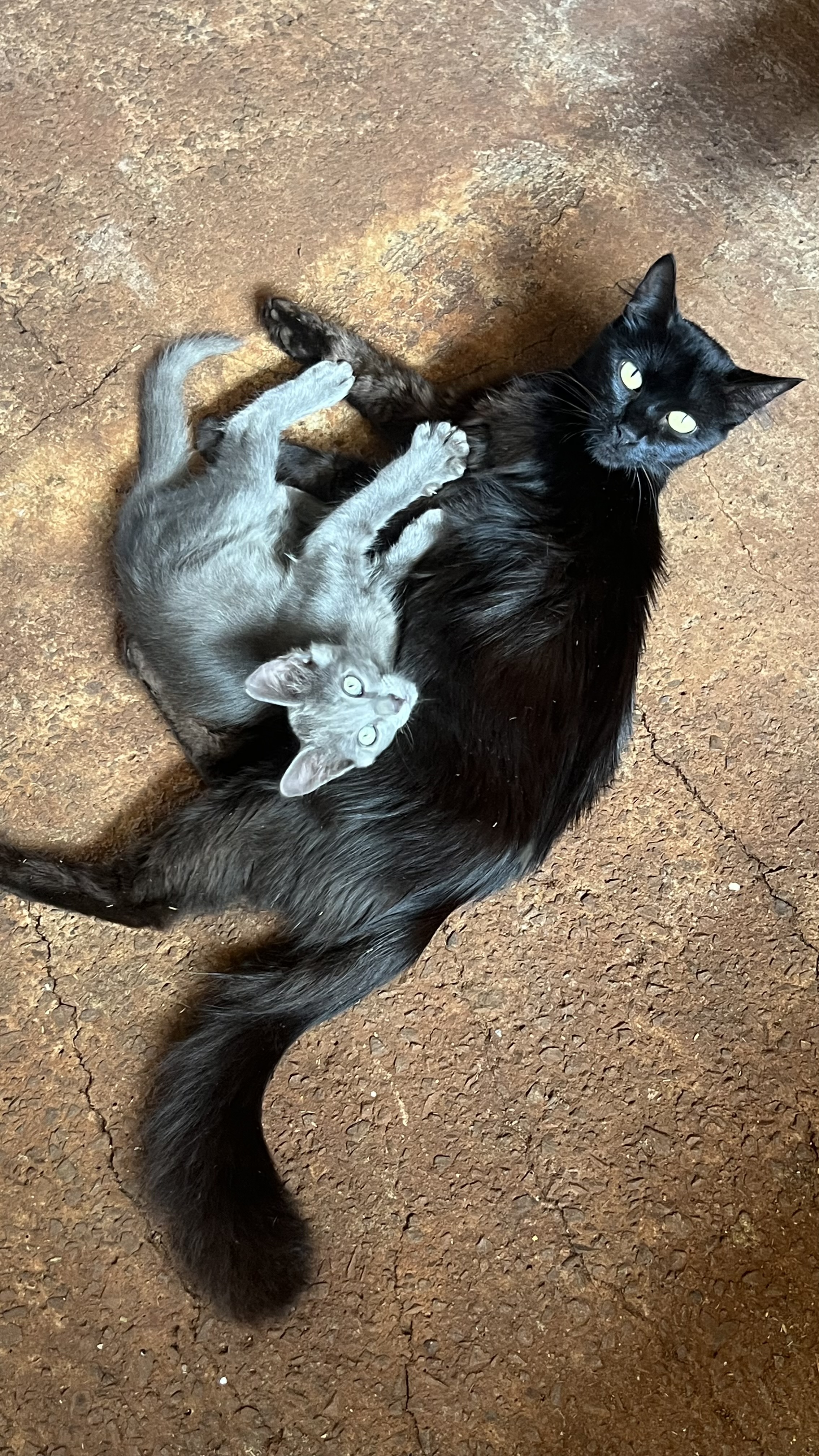 Trabalho de joana frontini — foto 5