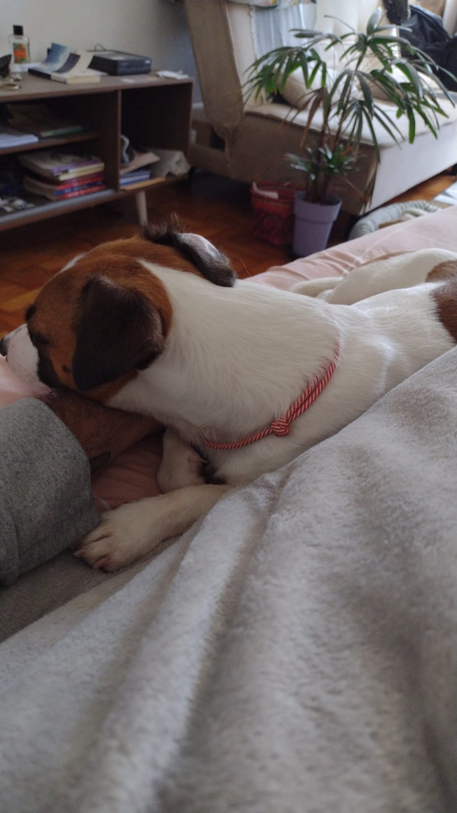 Galeria Eduardo Jacques Farias