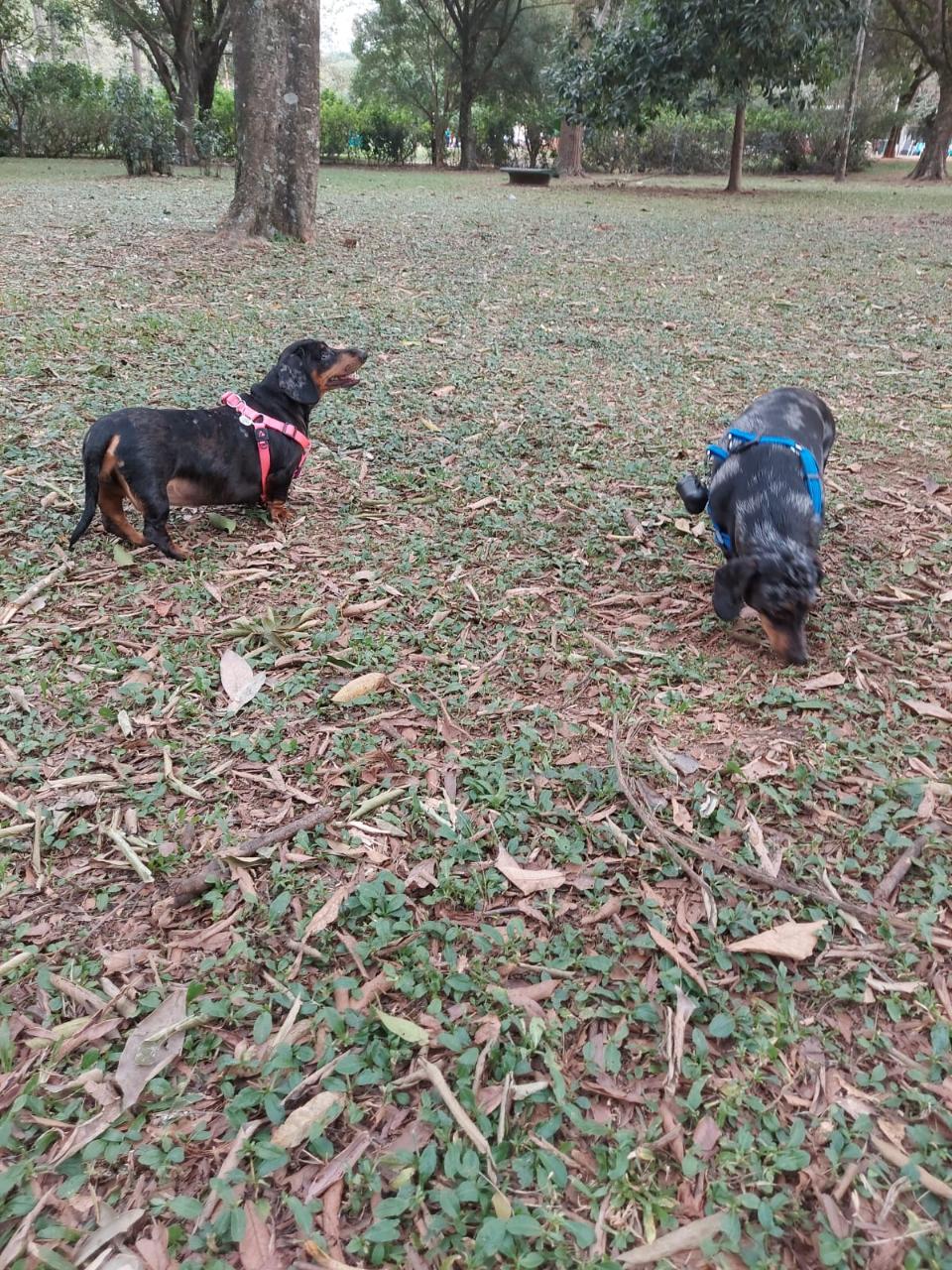 Trabalho de Letícia Marinheiro — foto 1