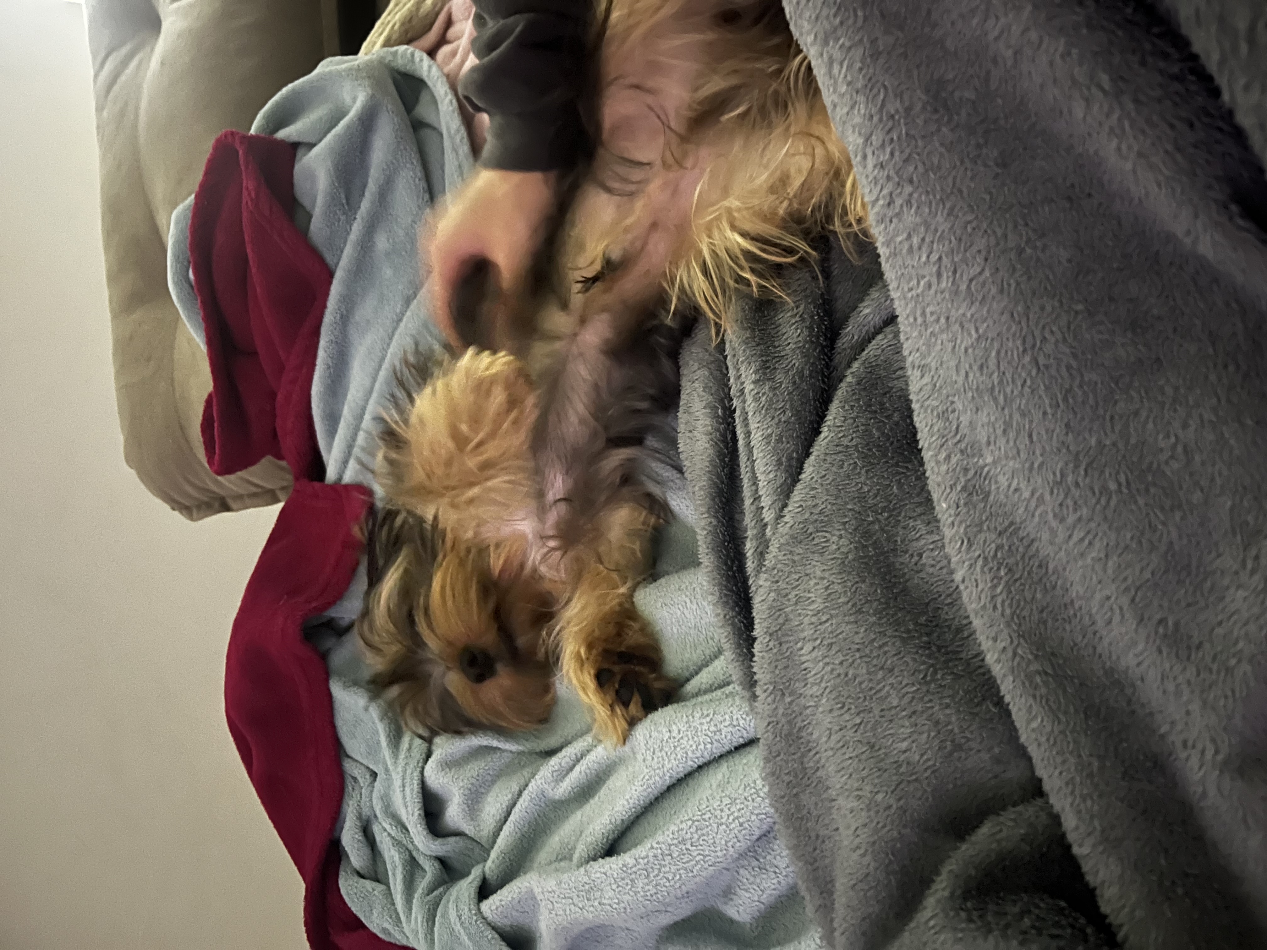 Capa Caroline de Oliveira Costa