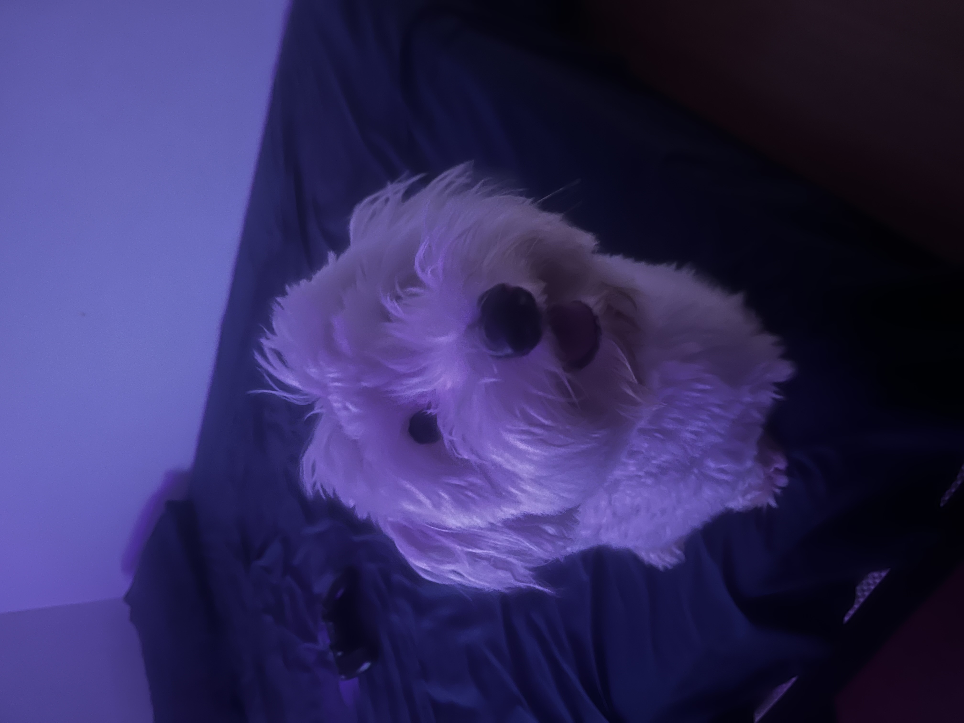 Galeria Caroline de Oliveira Costa