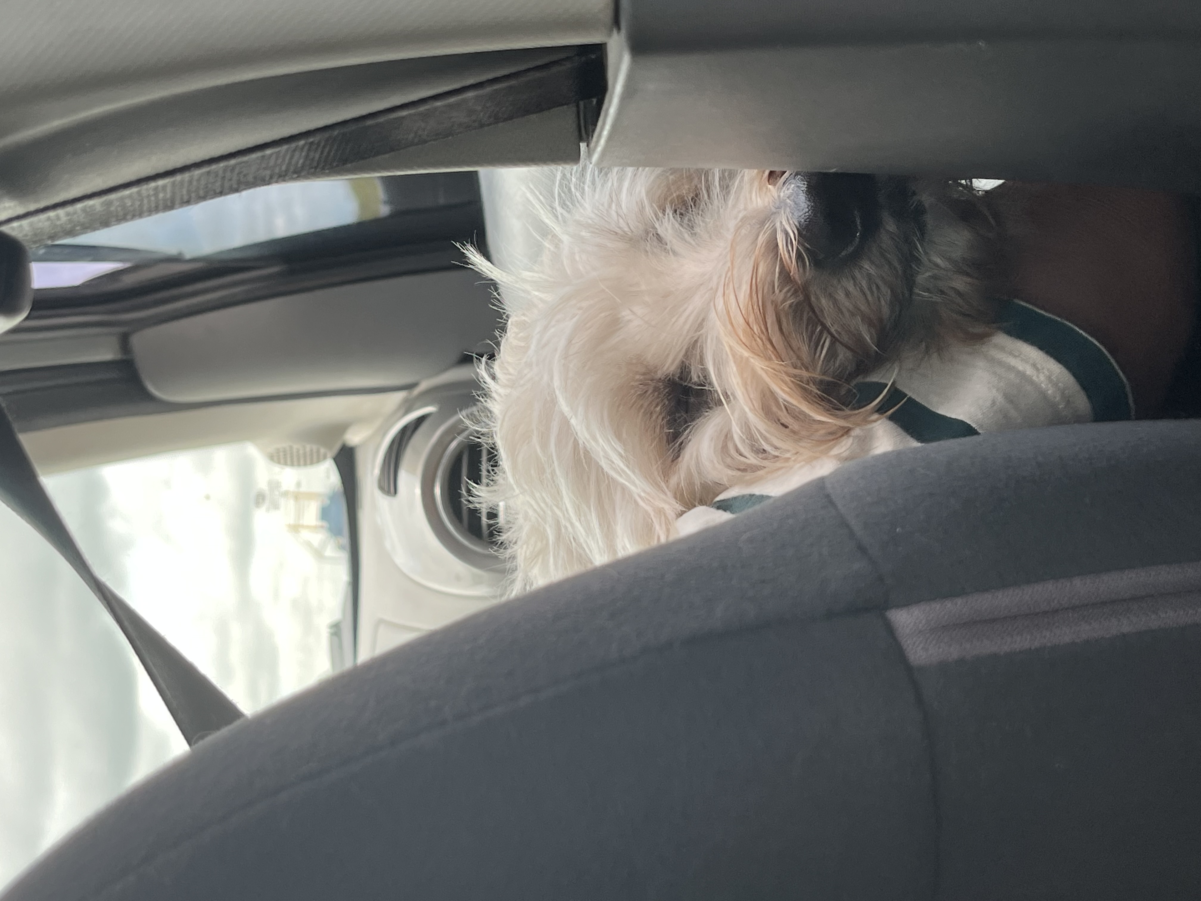 Galeria Caroline de Oliveira Costa