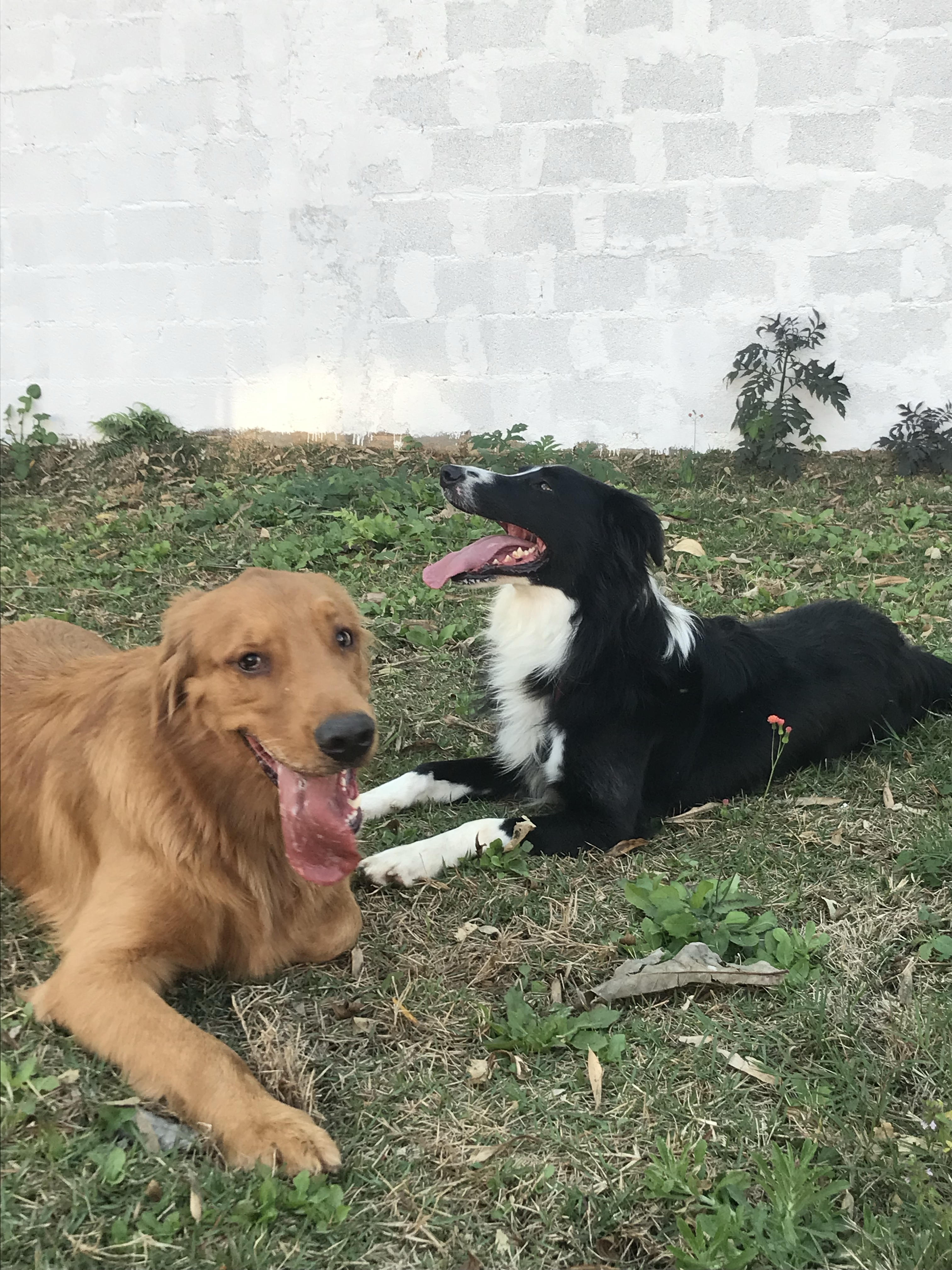Trabalho de Evellyn Lombas — foto 9