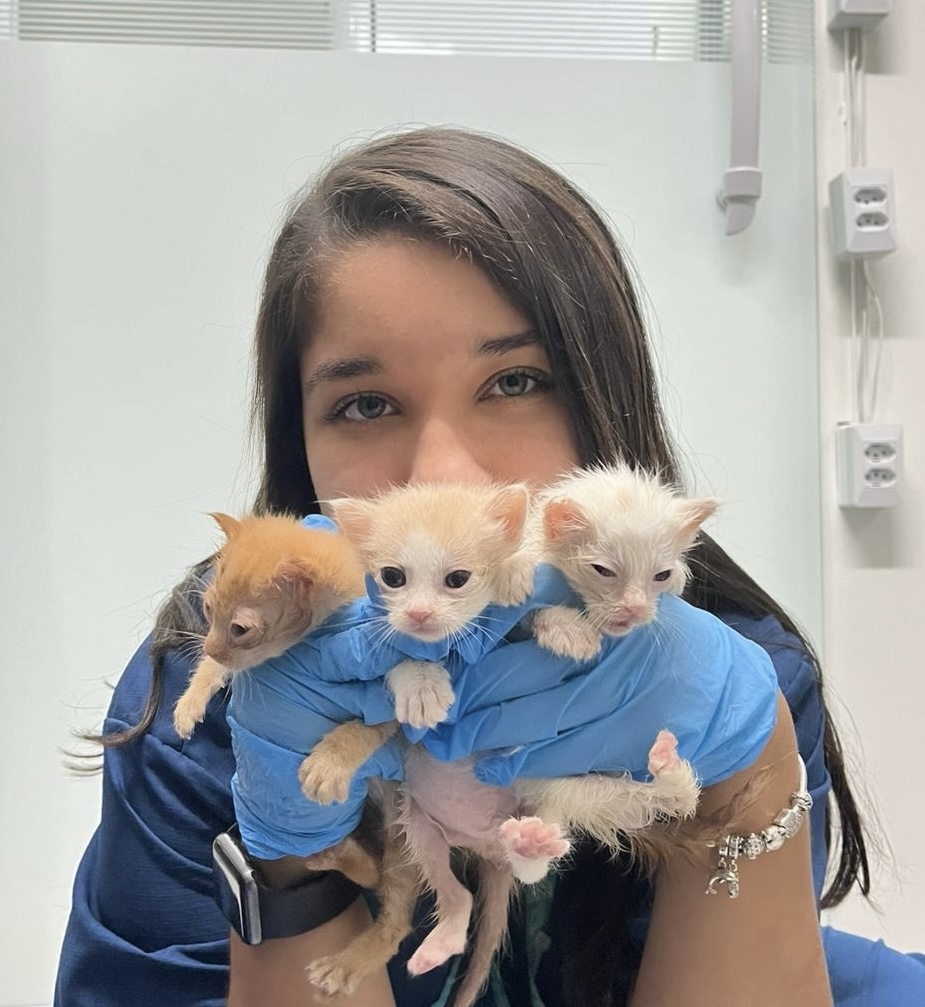 Caroline Gomes Dalmas 