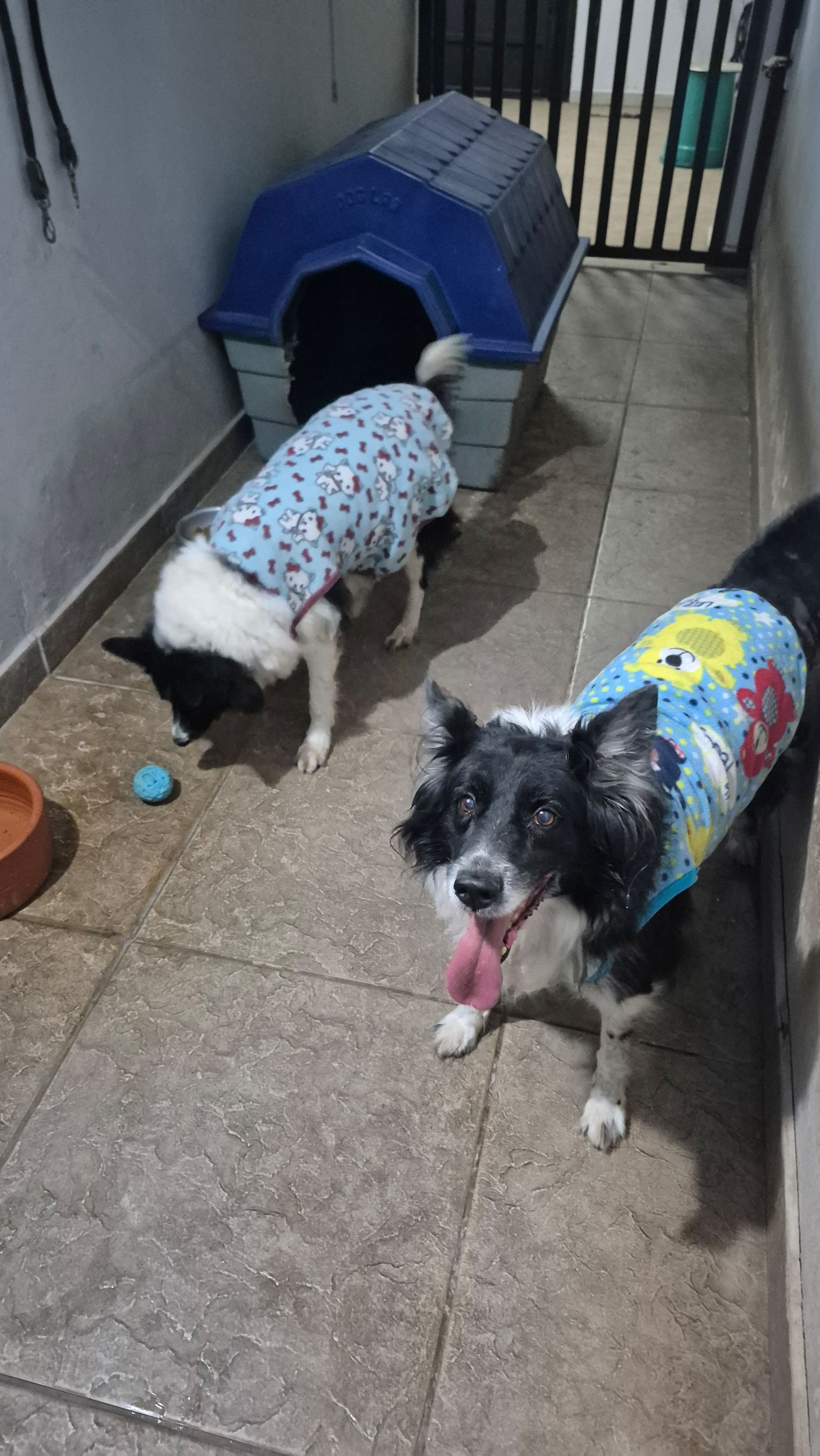 Galeria Carlos Henrique Martins Alves