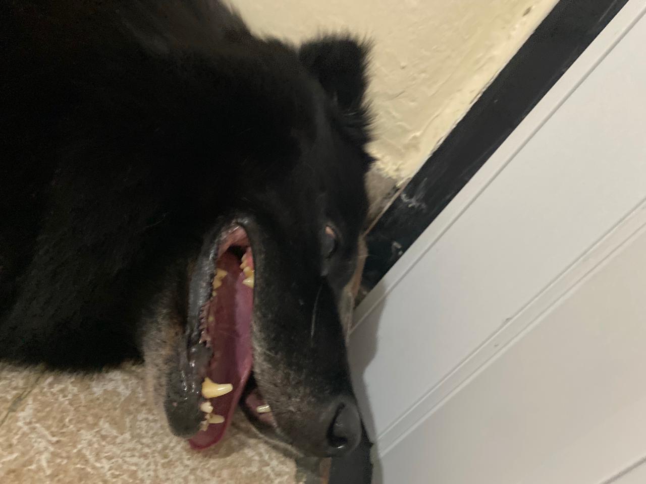 Galeria Gabriela Silva Pinheiro de Godoy