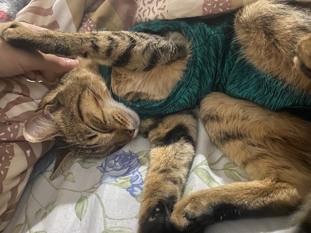 Trabalho de Gabriela Silva — foto 12