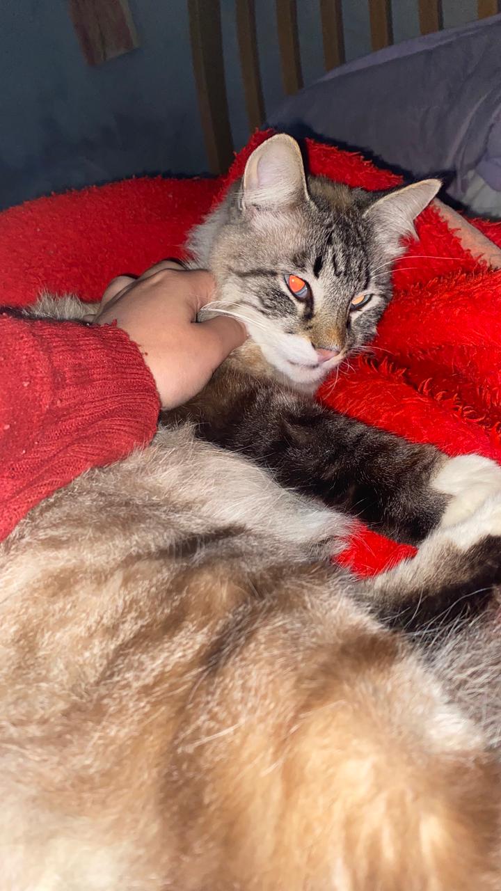 Galeria Gabriela Silva Pinheiro de Godoy