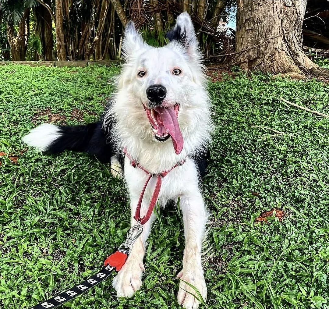 Galeria Gerson Santos