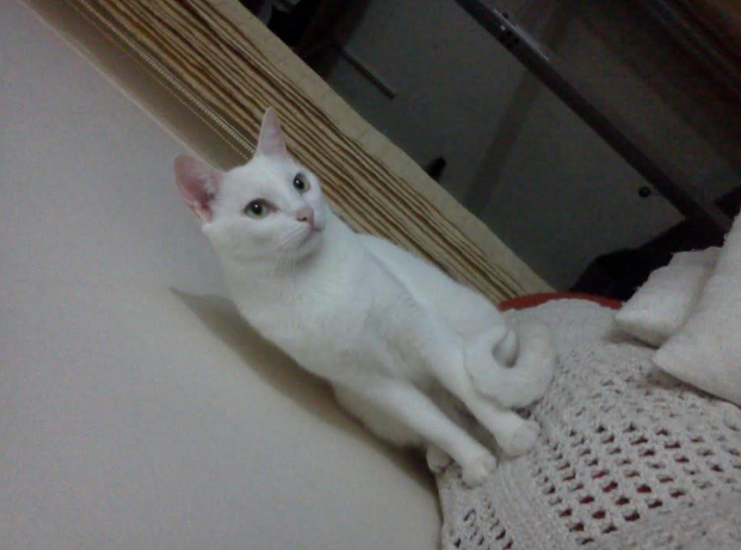 Galeria Camila Lapa de Barros