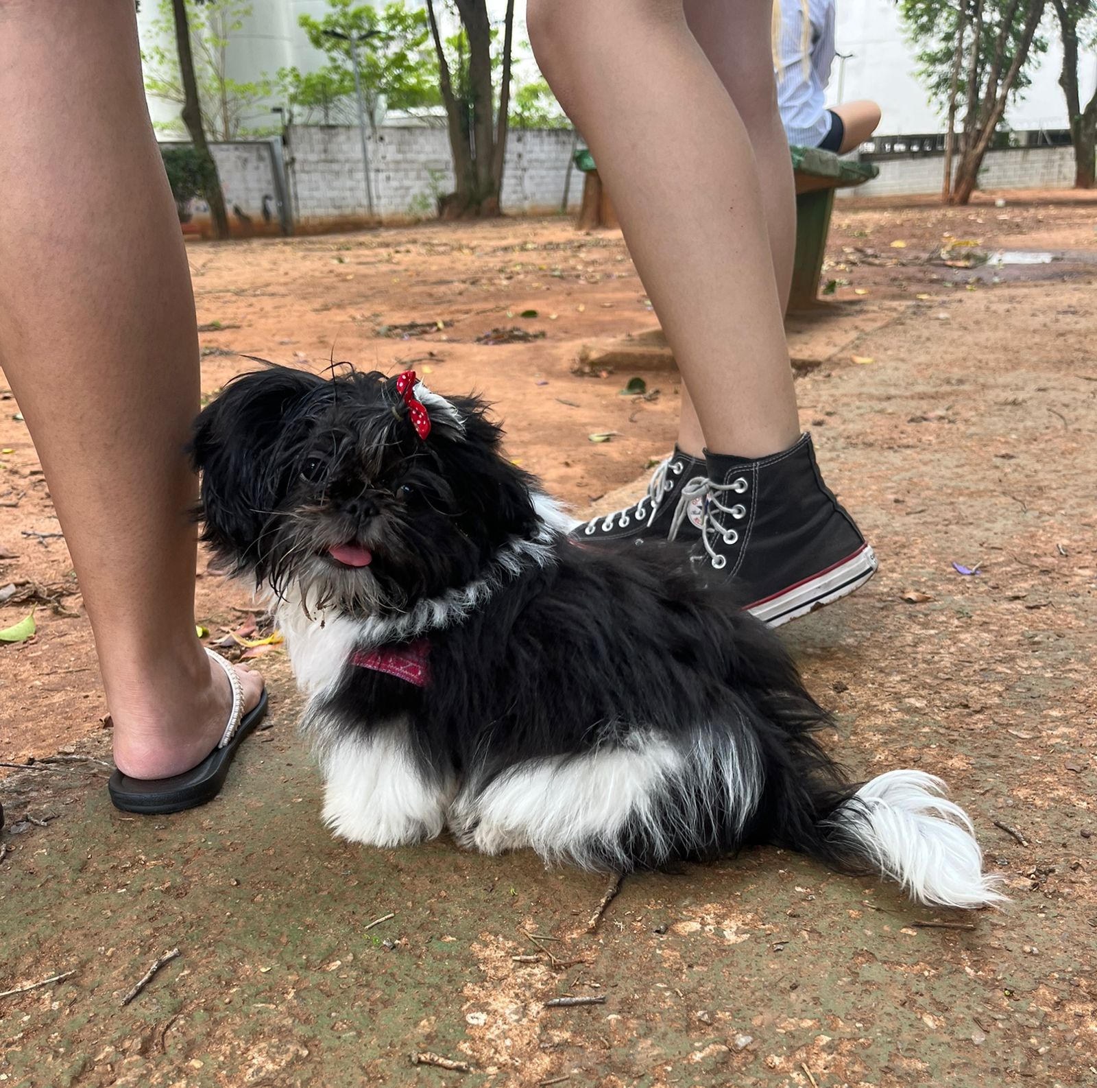 Capa STHEFANY CAROLINA DE PAULA