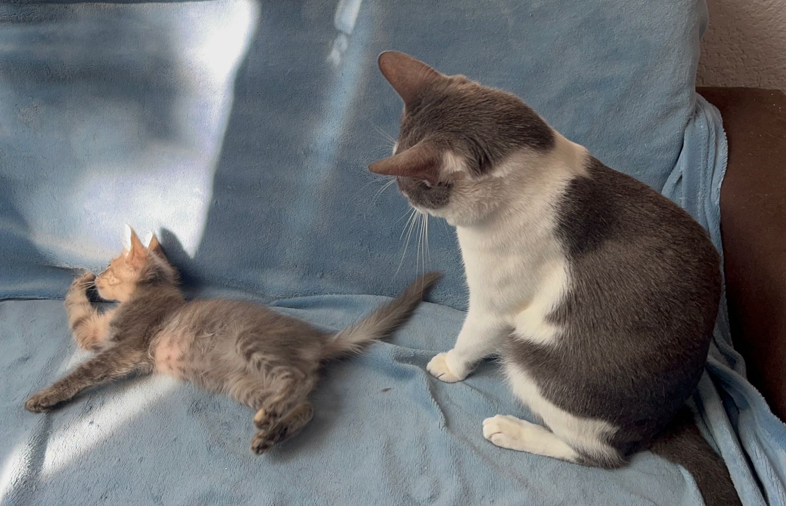 Galeria STHEFANY CAROLINA DE PAULA