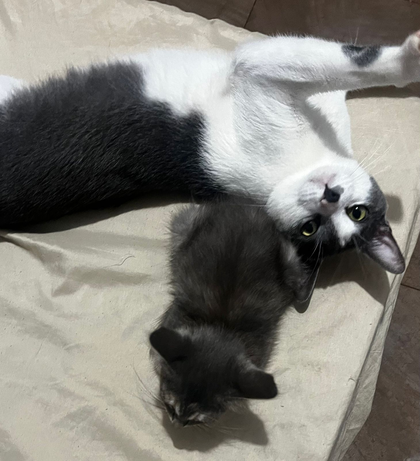 Galeria STHEFANY CAROLINA DE PAULA