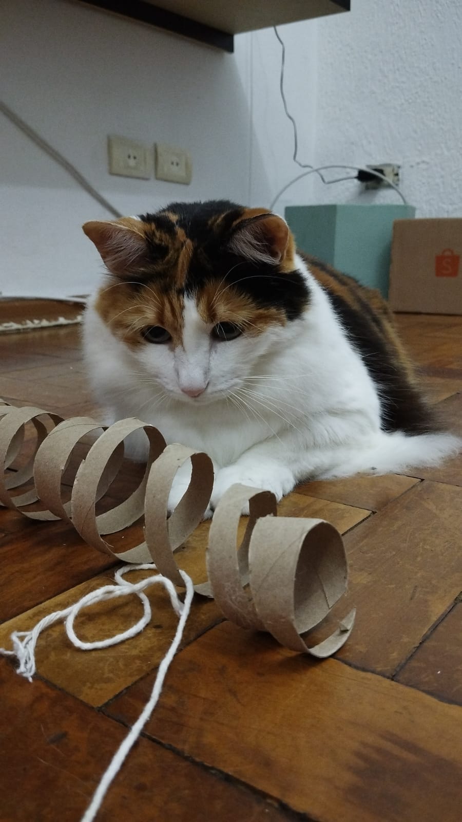 Galeria Eveline Macedo