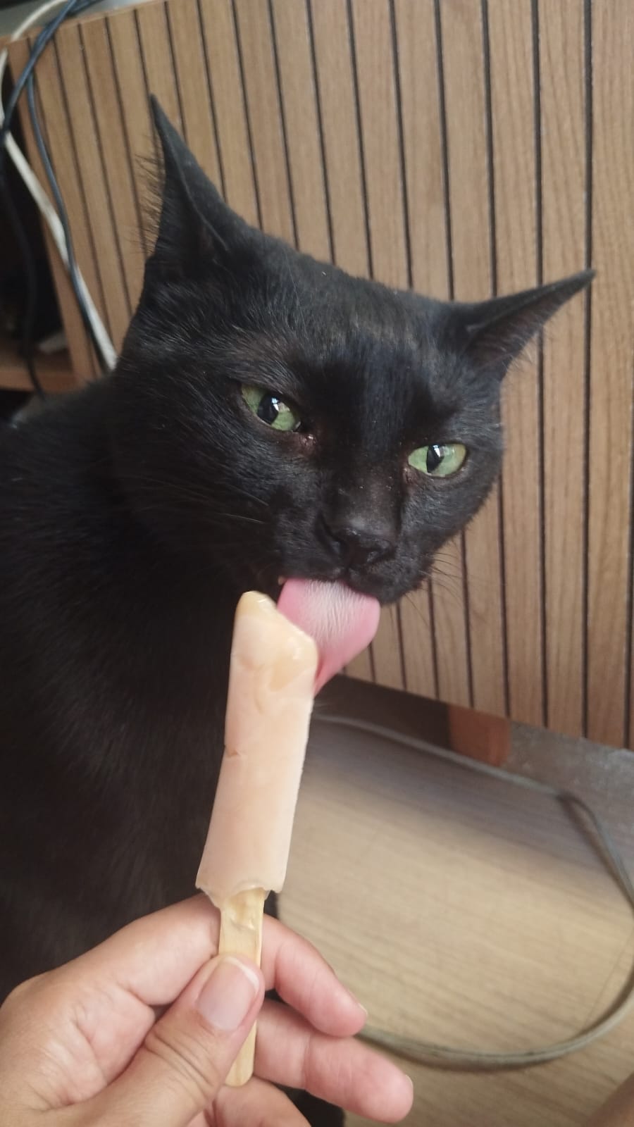 Galeria Eveline Macedo