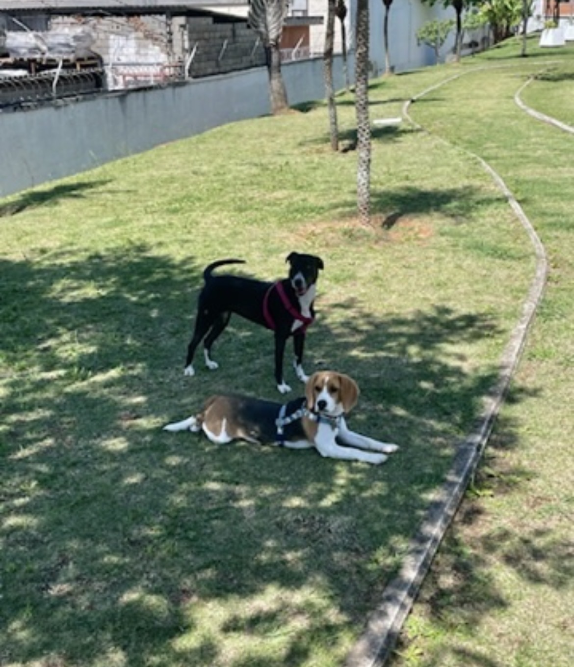Trabalho de Lorena Rabelo — foto 9