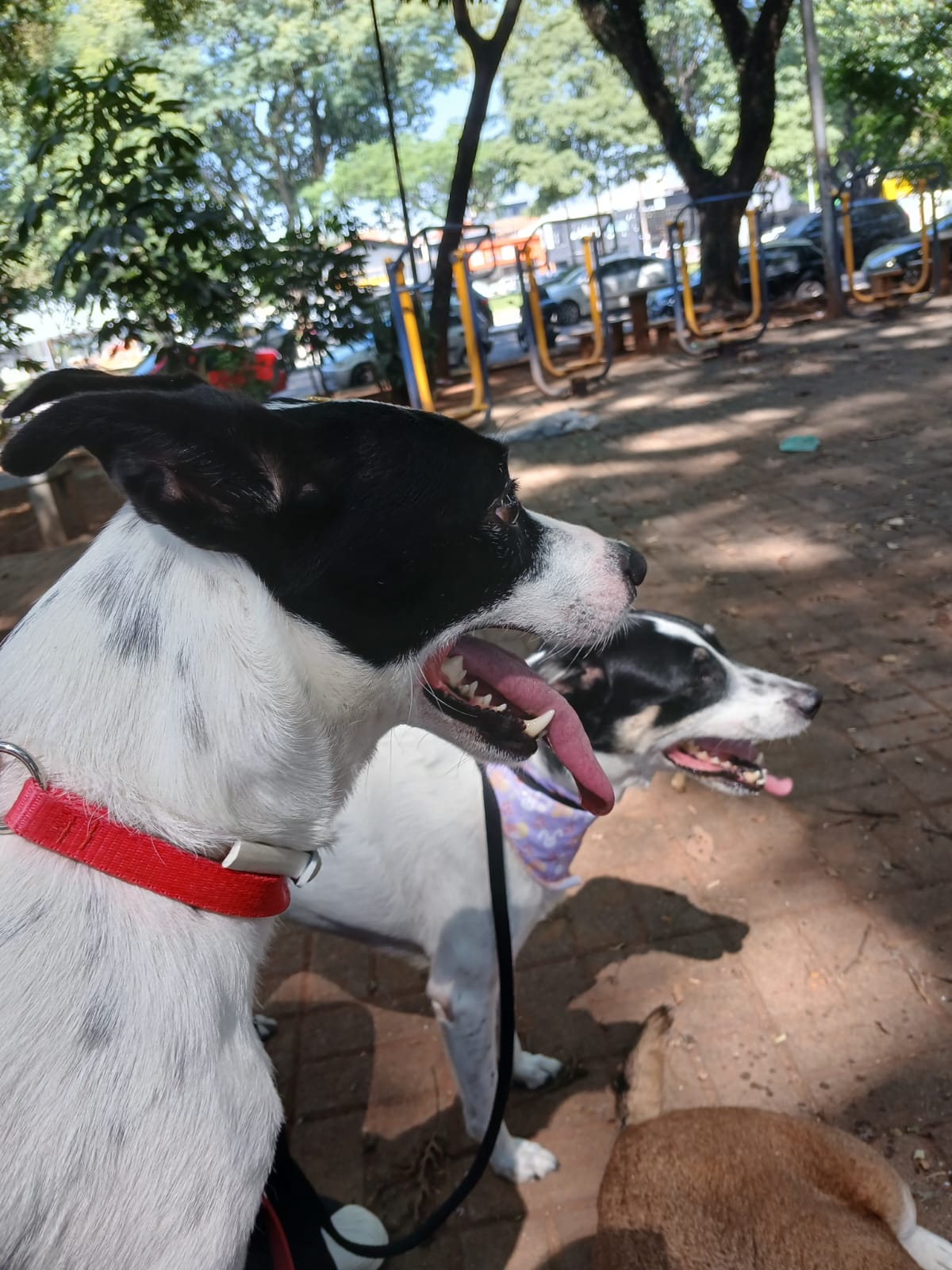Capa Bruna Aparecida Reis Sousa de Paula