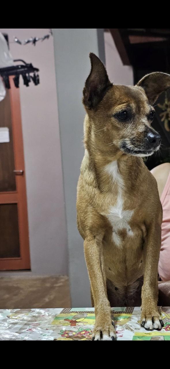 Trabalho de Letícia Silvestre — foto 1