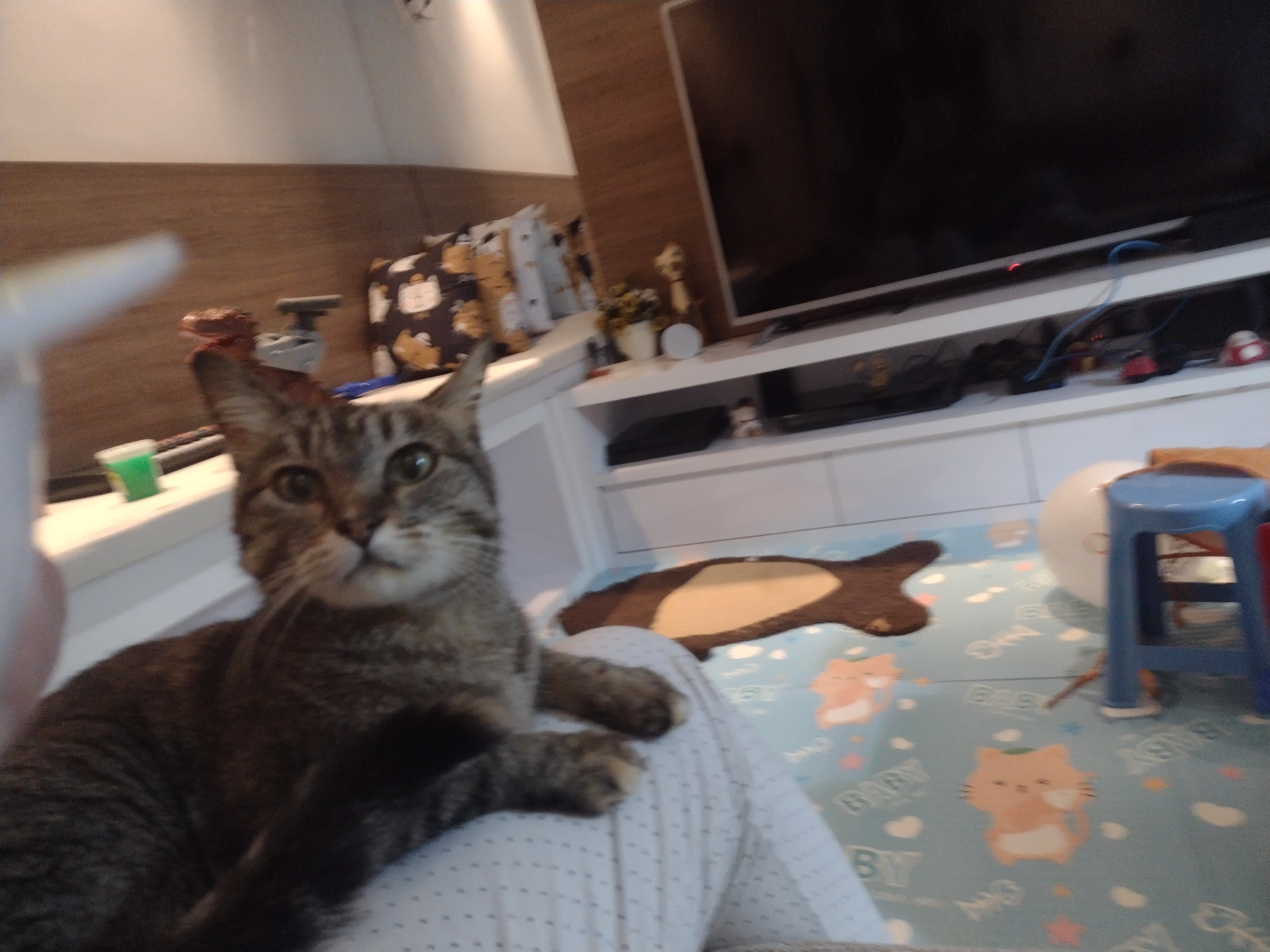 Capa Ana Lívia Siller