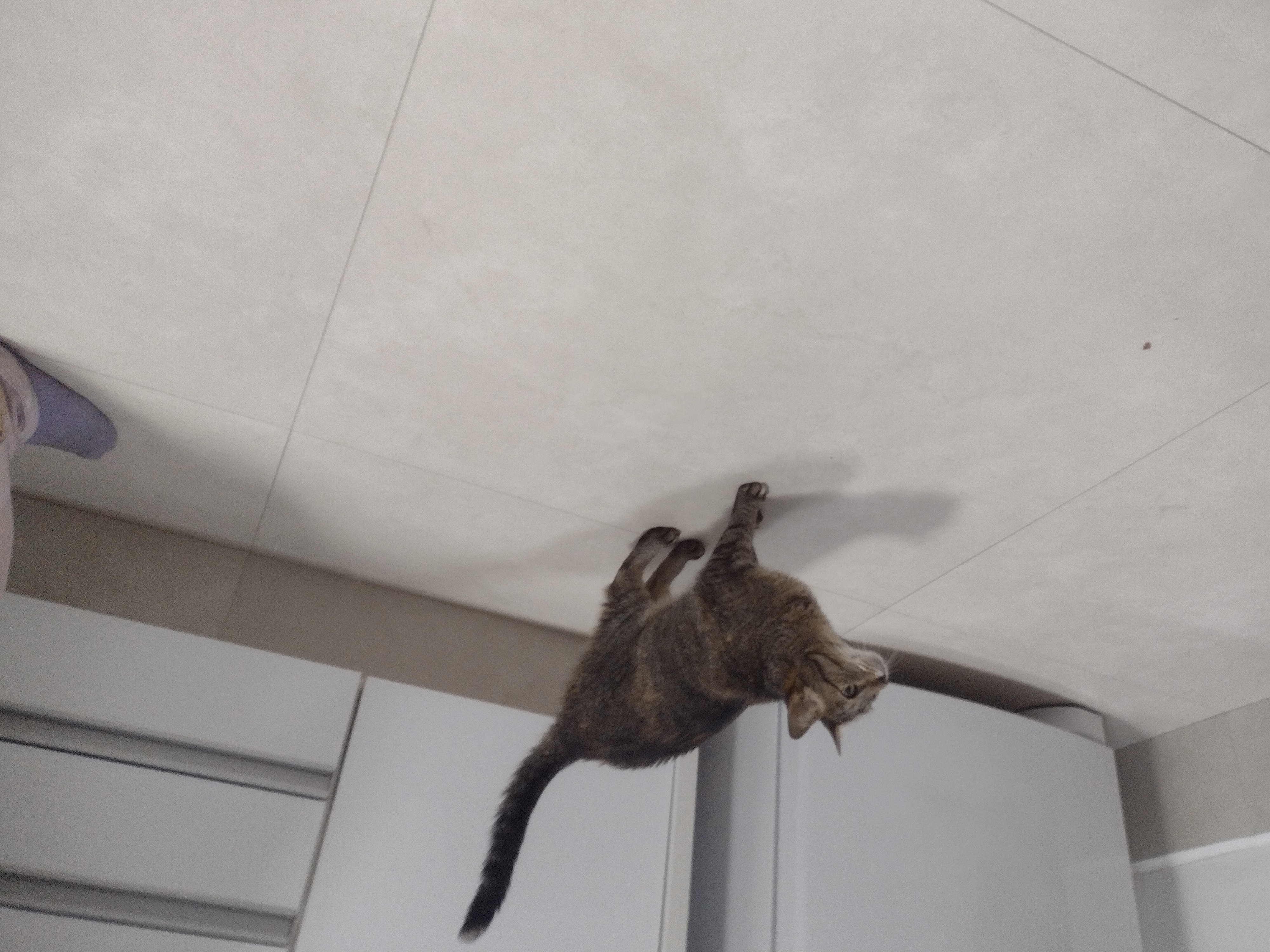 Galeria Ana Lívia Siller