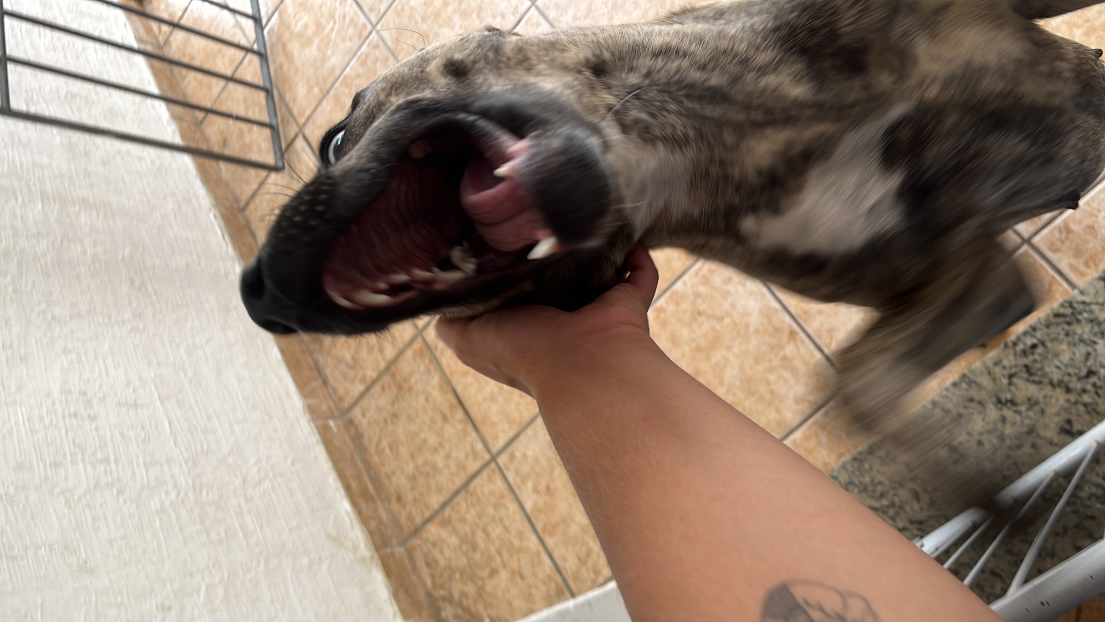 Capa Camila Aparecida Faria Gonçalves