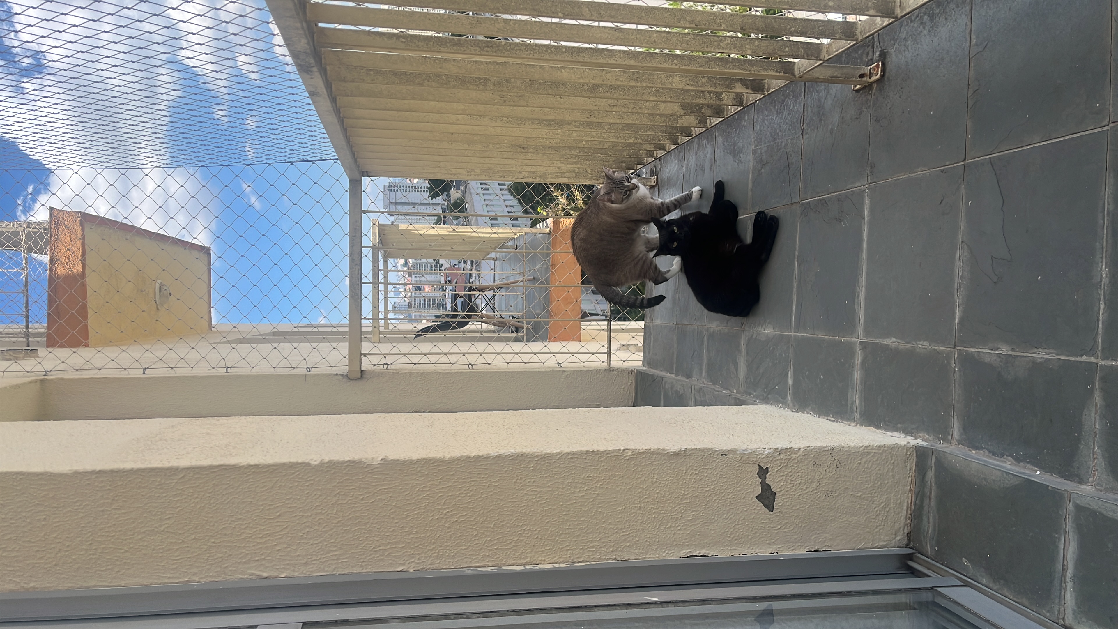 Galeria Camila Aparecida Faria Gonçalves