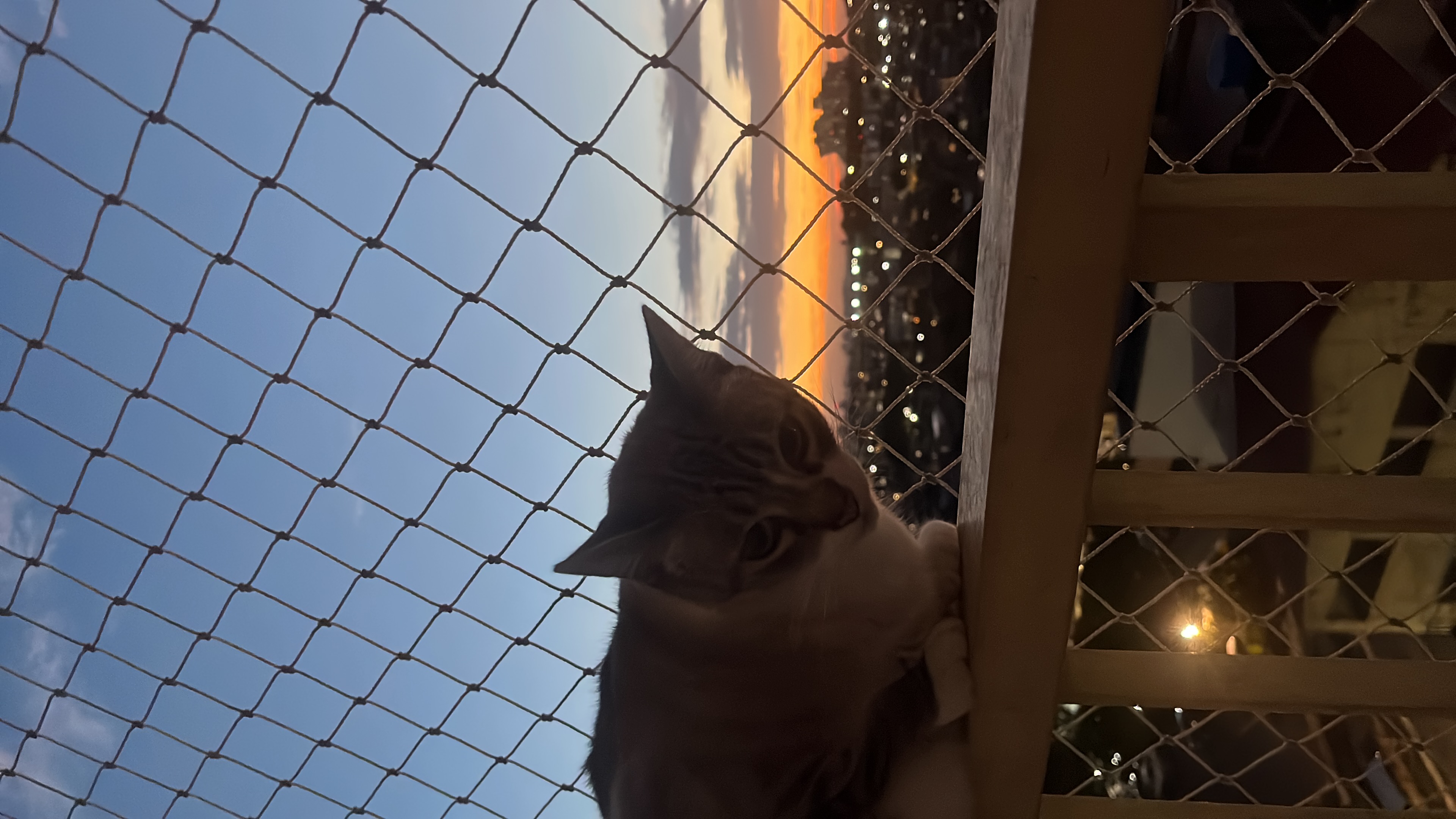 Galeria Camila Aparecida Faria Gonçalves