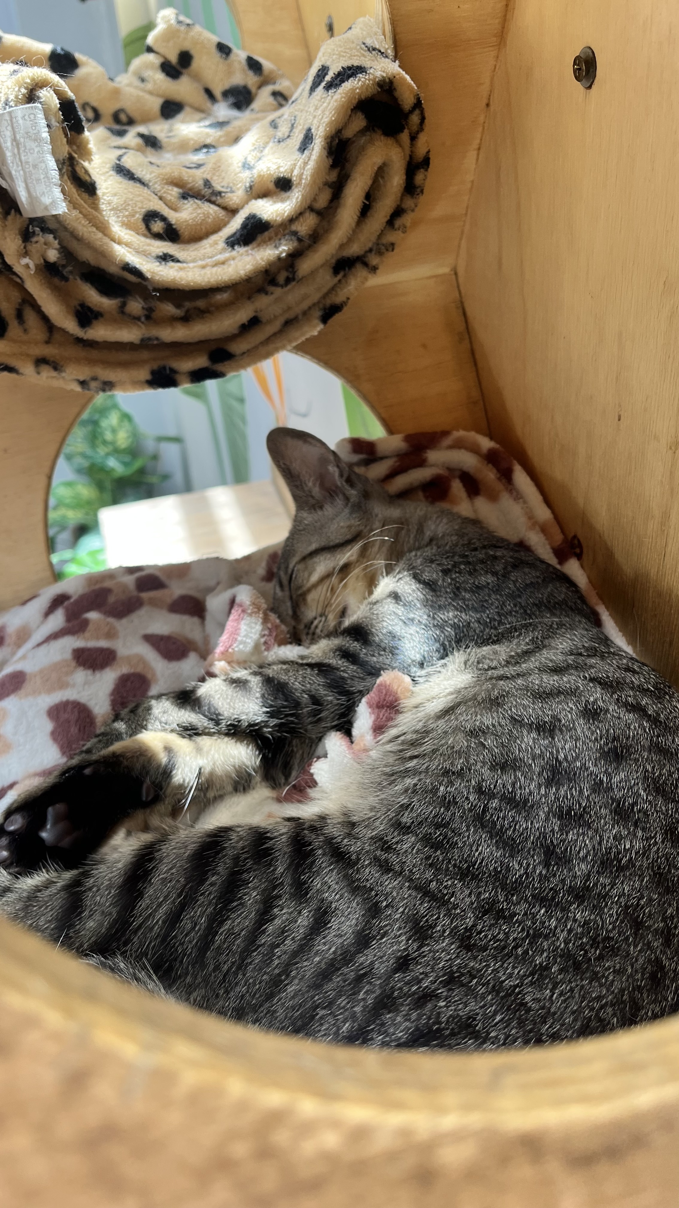 Galeria Camila Aparecida Faria Gonçalves