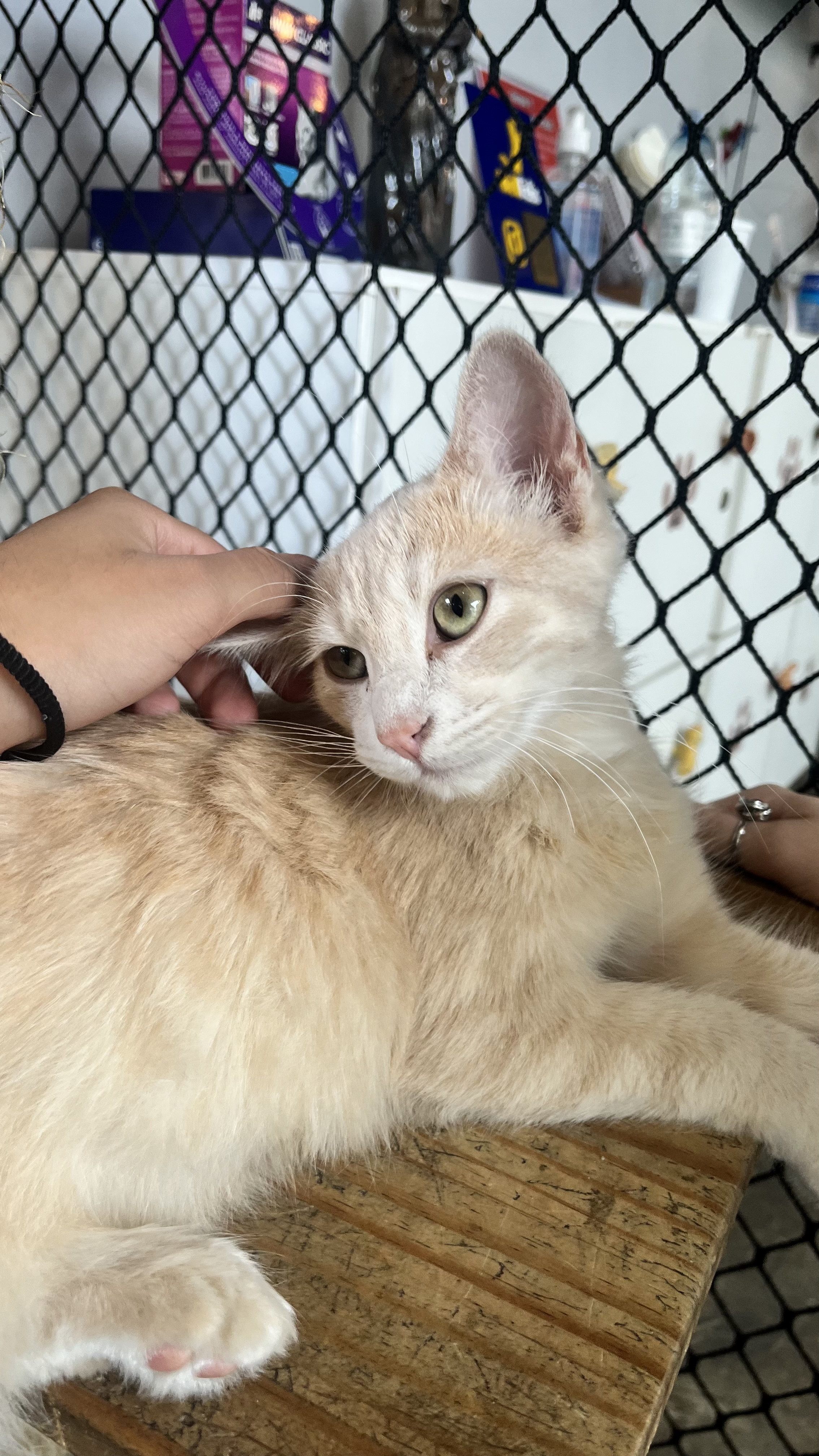 Galeria Camila Aparecida Faria Gonçalves