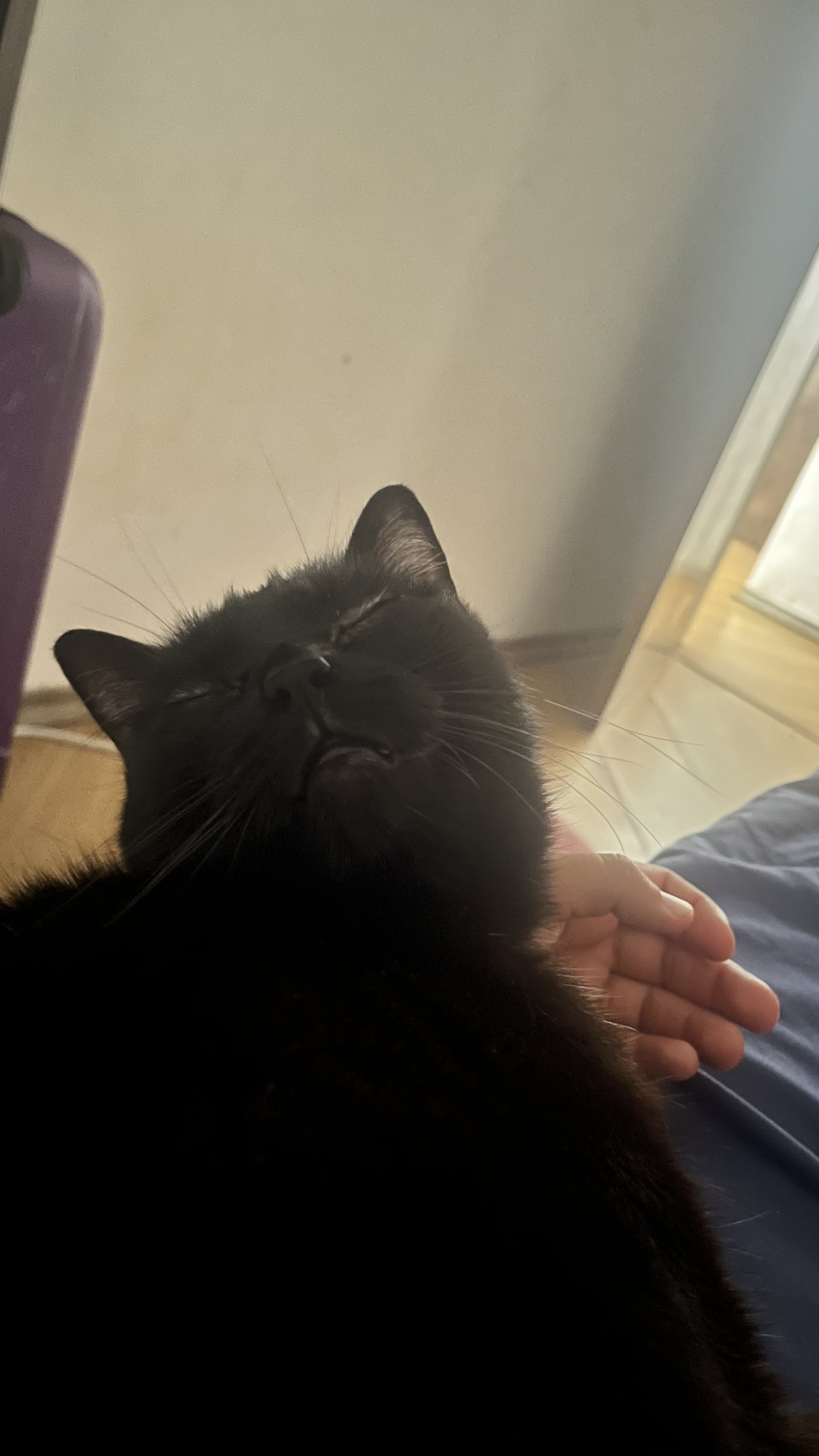 Galeria Camila Aparecida Faria Gonçalves