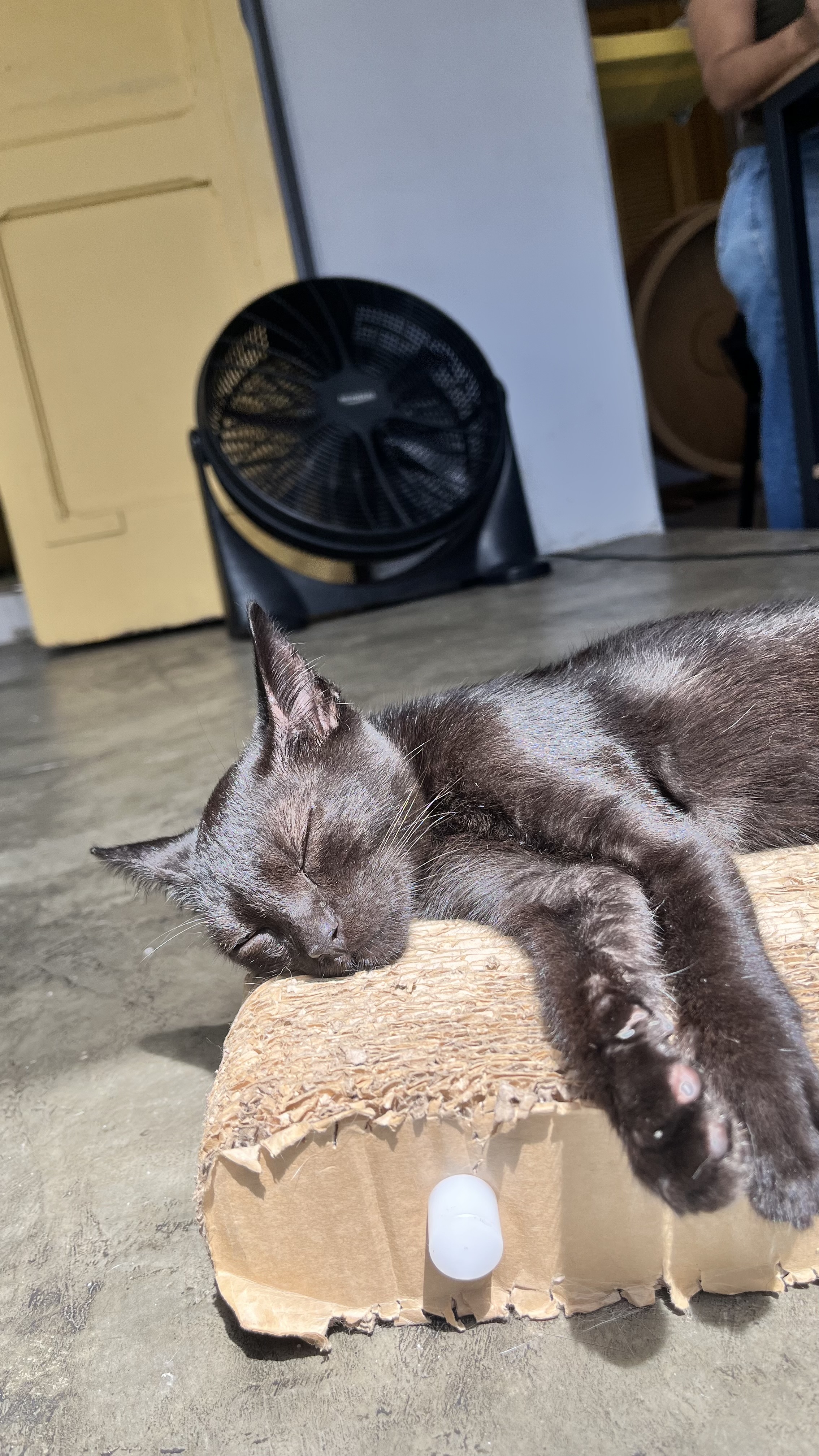 Galeria Camila Aparecida Faria Gonçalves