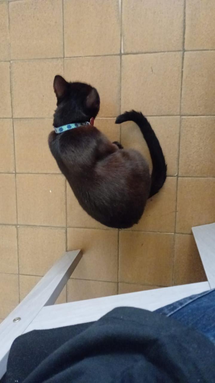 Trabalho de Maria Ferreira — foto 1